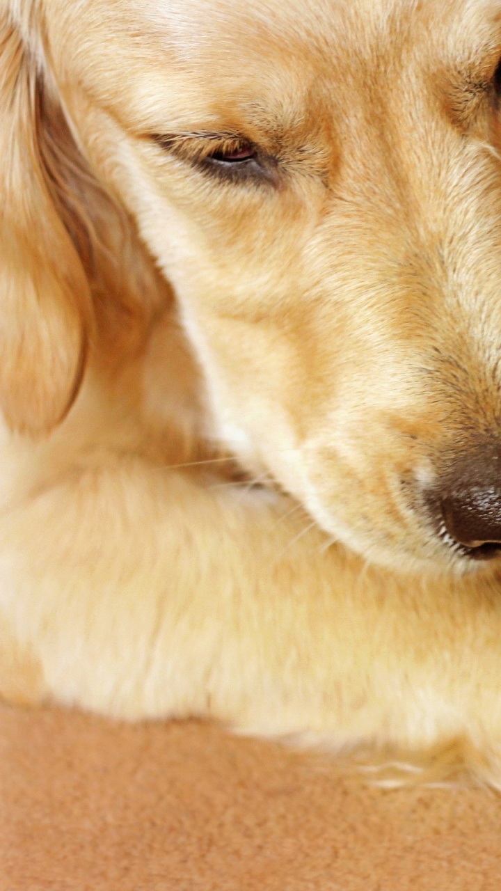 Golden Retriever Puppy Biting Yellow Banana. Wallpaper in 720x1280 Resolution