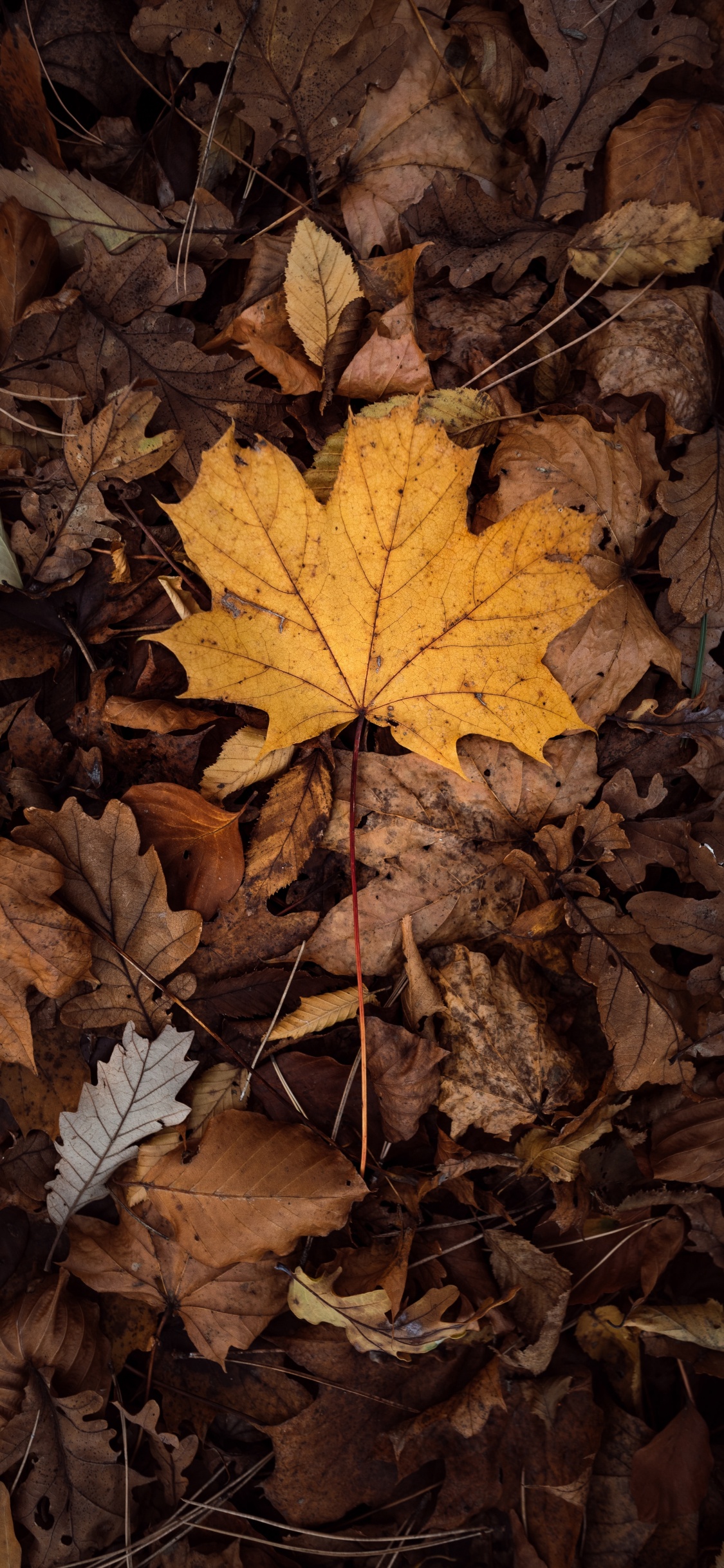 Feuille, la Feuille D'érable, Feuilles Caduques, Brown, Jaune. Wallpaper in 1125x2436 Resolution