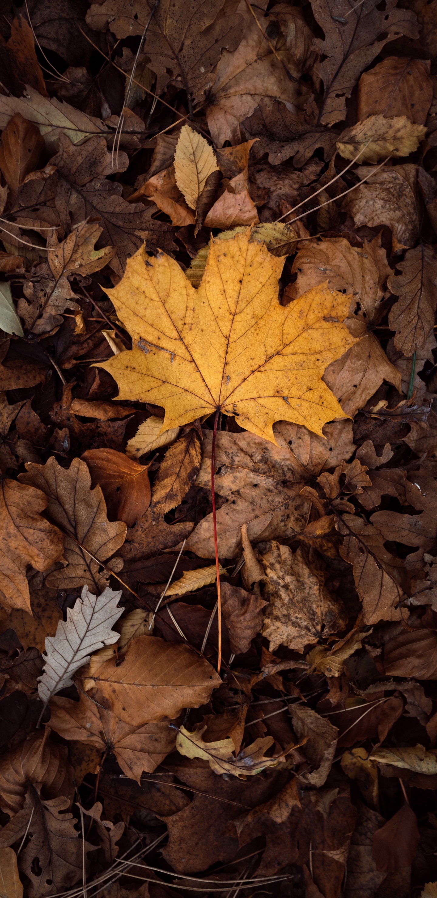 Feuille, la Feuille D'érable, Feuilles Caduques, Brown, Jaune. Wallpaper in 1440x2960 Resolution