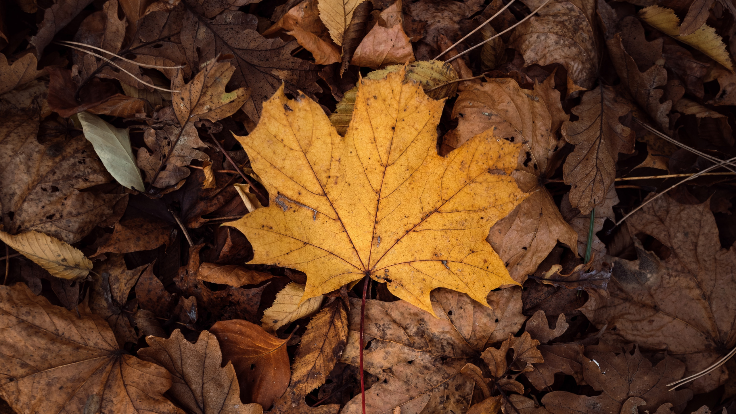 Feuille, la Feuille D'érable, Feuilles Caduques, Brown, Jaune. Wallpaper in 2560x1440 Resolution