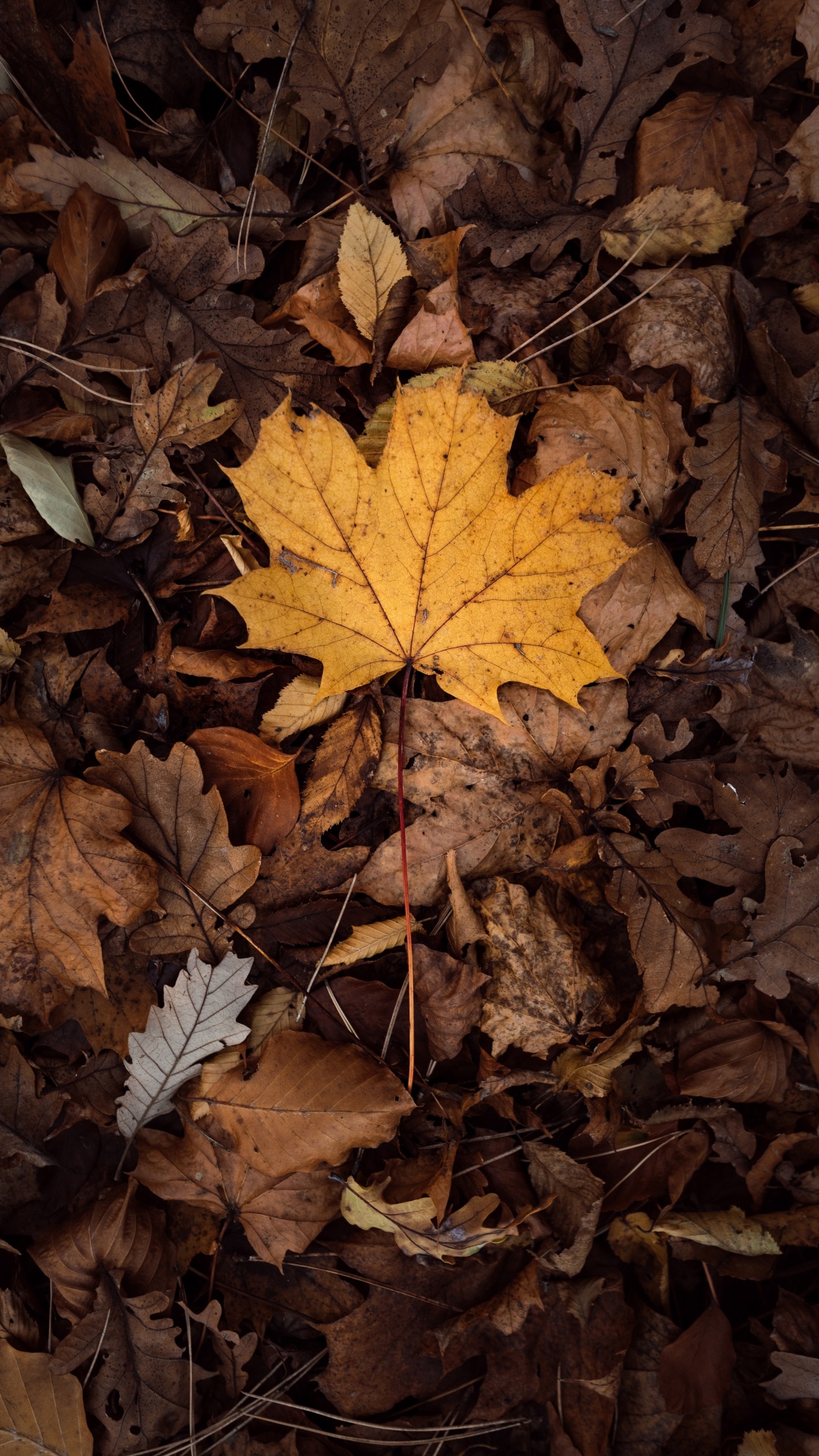 Leaf, Maple Leaf, Tree, Deciduous, Brown. Wallpaper in 1080x1920 Resolution