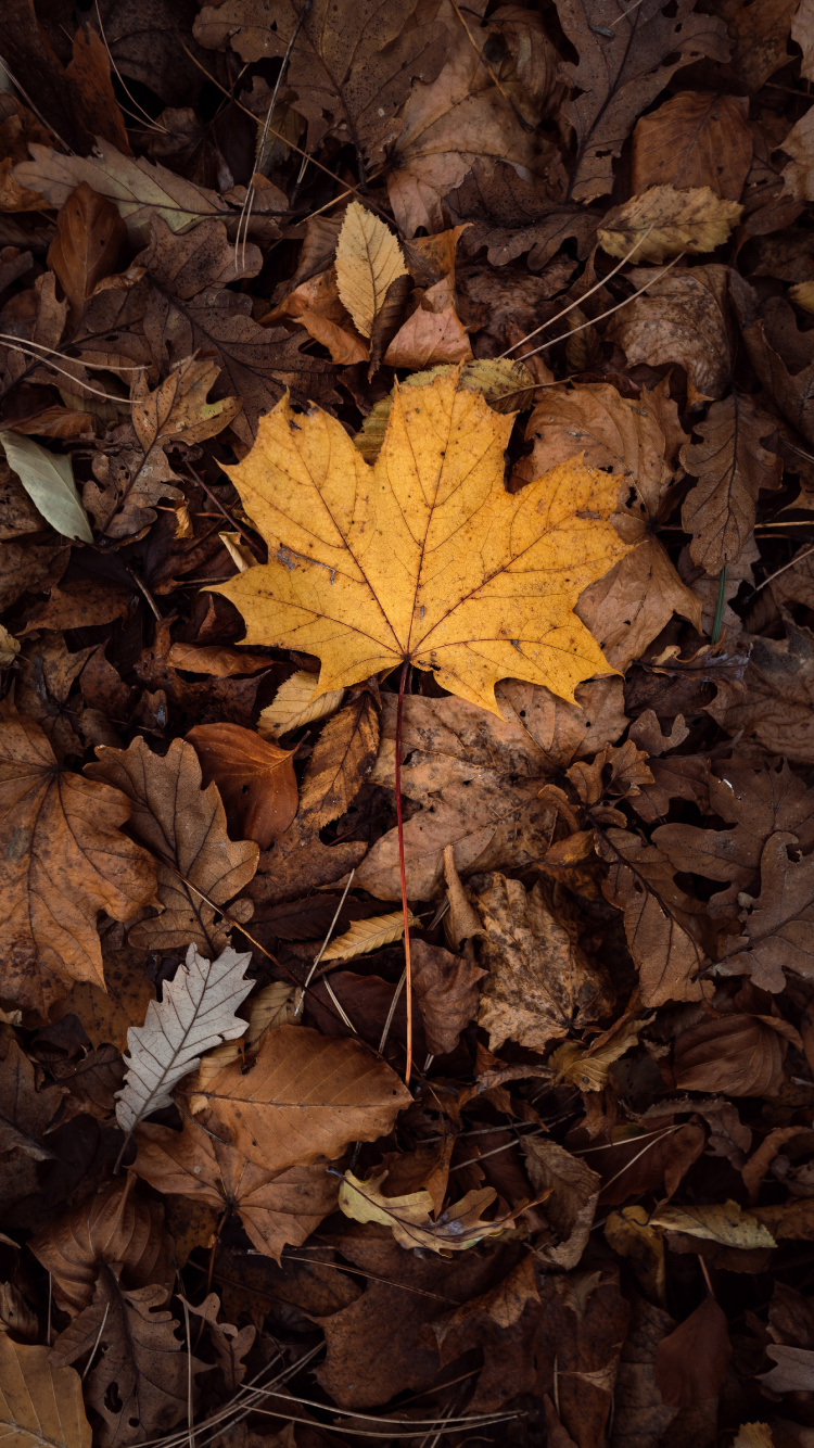 Leaf, Maple Leaf, Tree, Deciduous, Brown. Wallpaper in 750x1334 Resolution