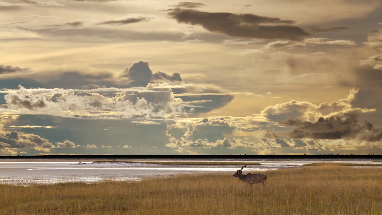 Etosha National Park, South Africa, Kafue National Park, Namib Desert, National Park. Wallpaper in 1280x720 Resolution