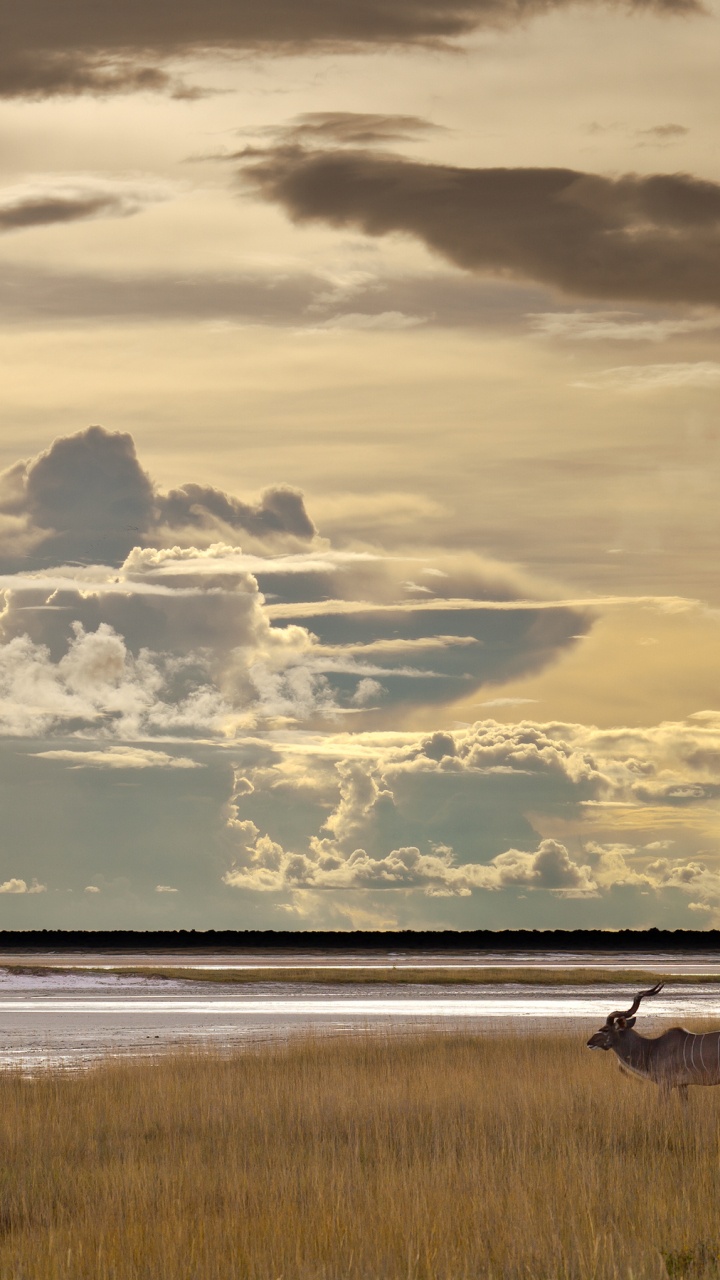 Etosha National Park, South Africa, Kafue National Park, Namib Desert, National Park. Wallpaper in 720x1280 Resolution