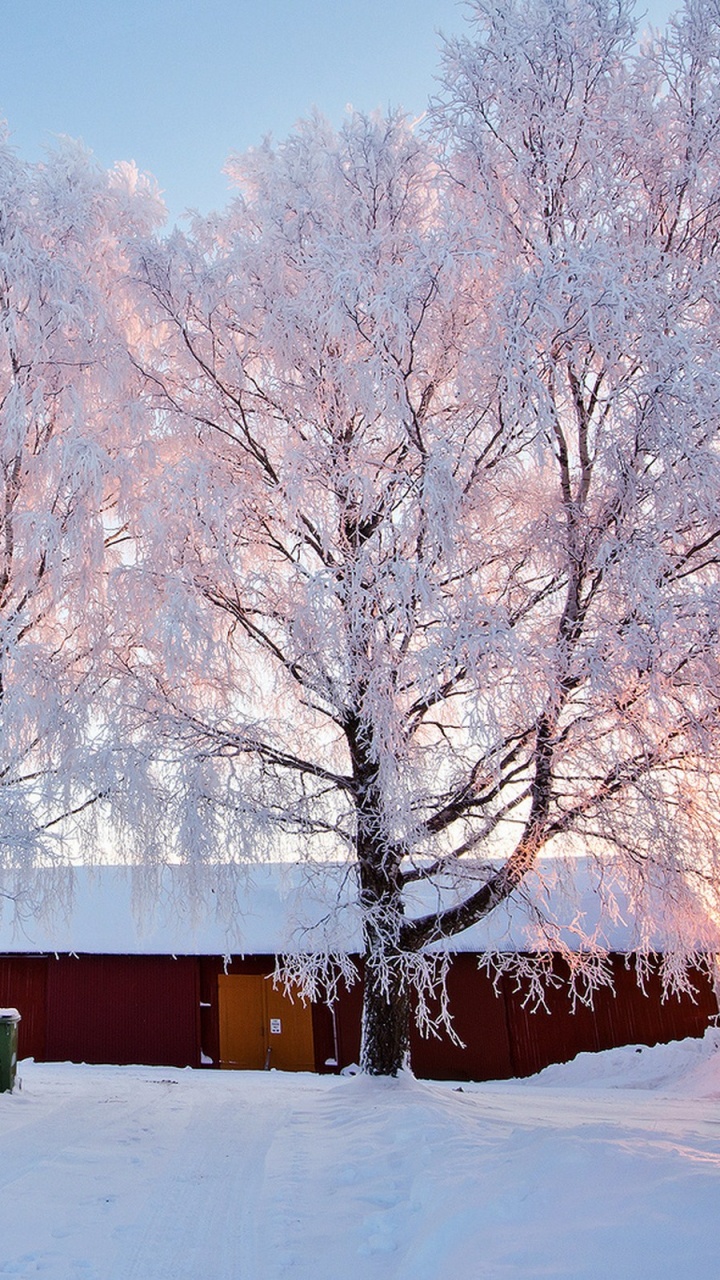 Braunes Holzhaus in Der Nähe Von Bäumen, Die Tagsüber Mit Schnee Bedeckt Sind. Wallpaper in 720x1280 Resolution