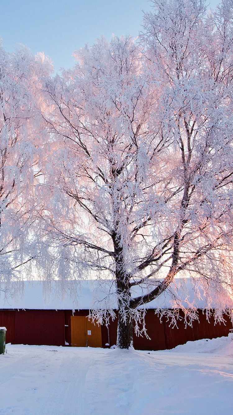 Braunes Holzhaus in Der Nähe Von Bäumen, Die Tagsüber Mit Schnee Bedeckt Sind. Wallpaper in 750x1334 Resolution