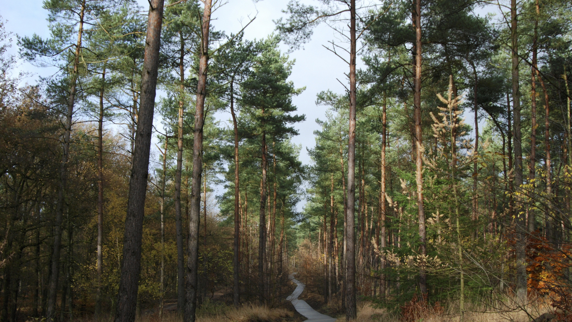 Gray Concrete Road Between Green Trees During Daytime. Wallpaper in 1920x1080 Resolution