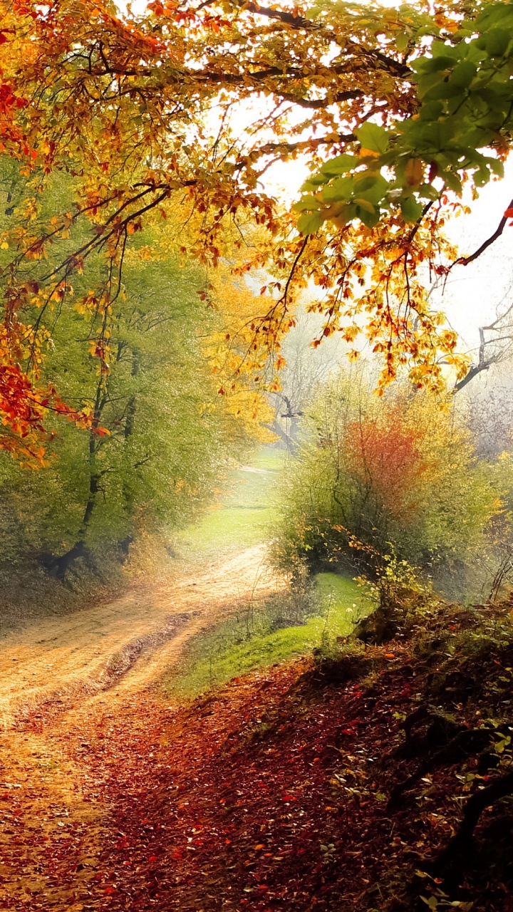 Tagsüber Braune Und Grüne Bäume Neben Der Straße. Wallpaper in 720x1280 Resolution