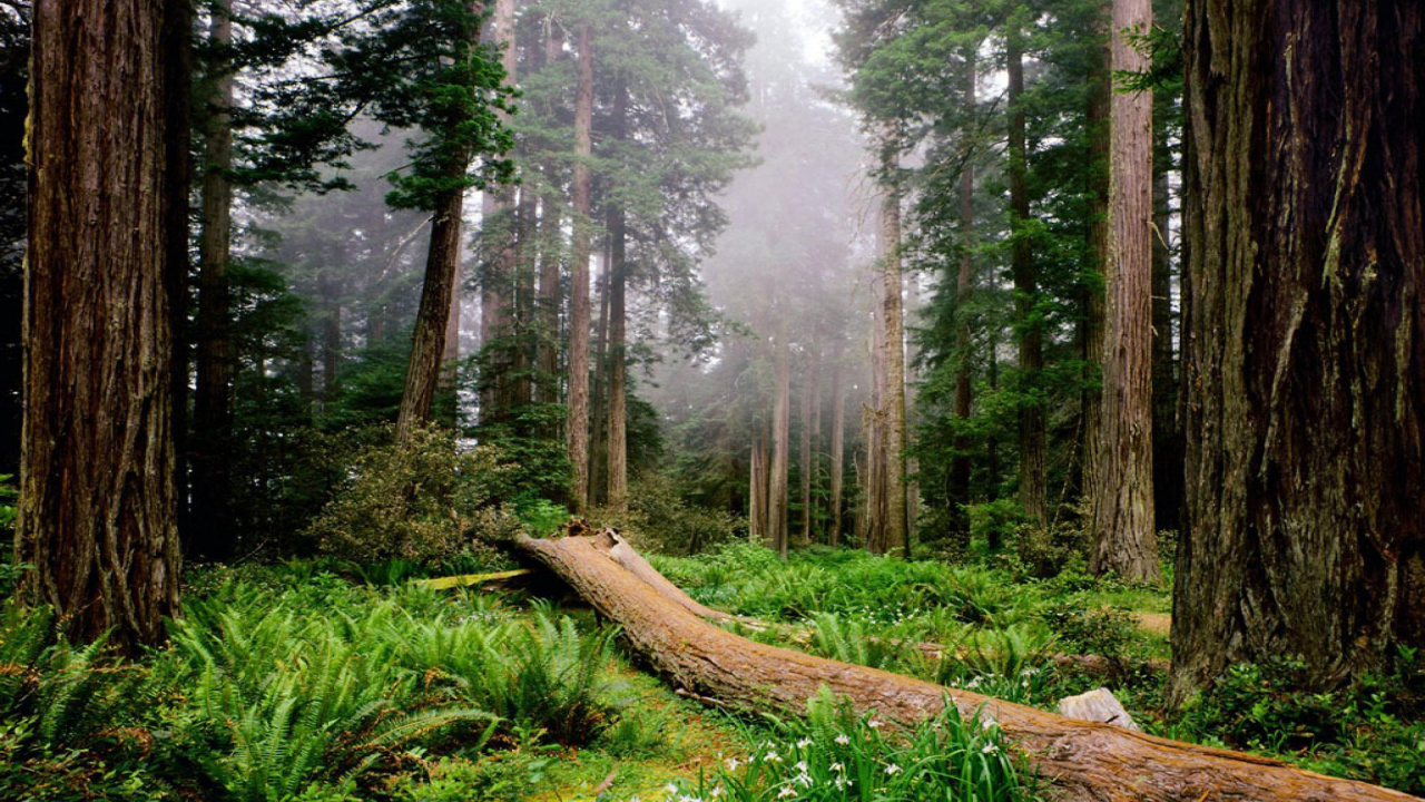 Brown Tree Log on Green Grass Field. Wallpaper in 1280x720 Resolution