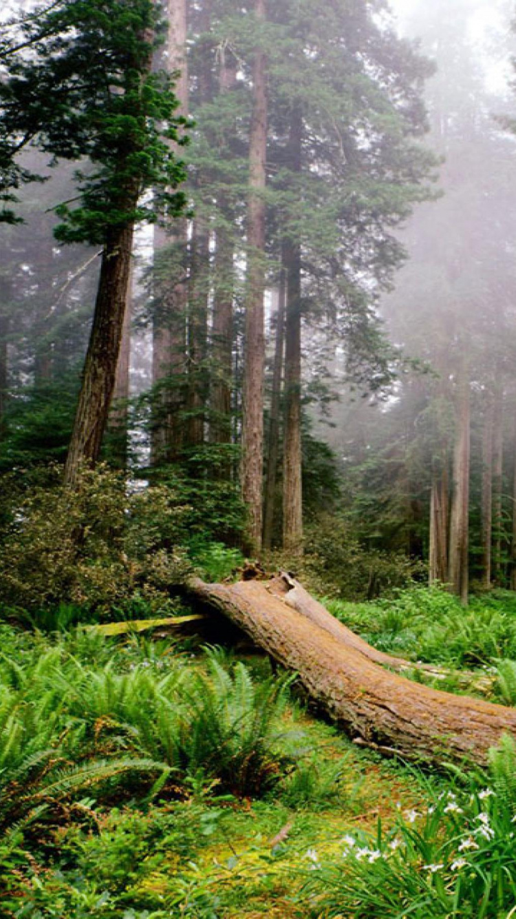 Brown Tree Log on Green Grass Field. Wallpaper in 750x1334 Resolution