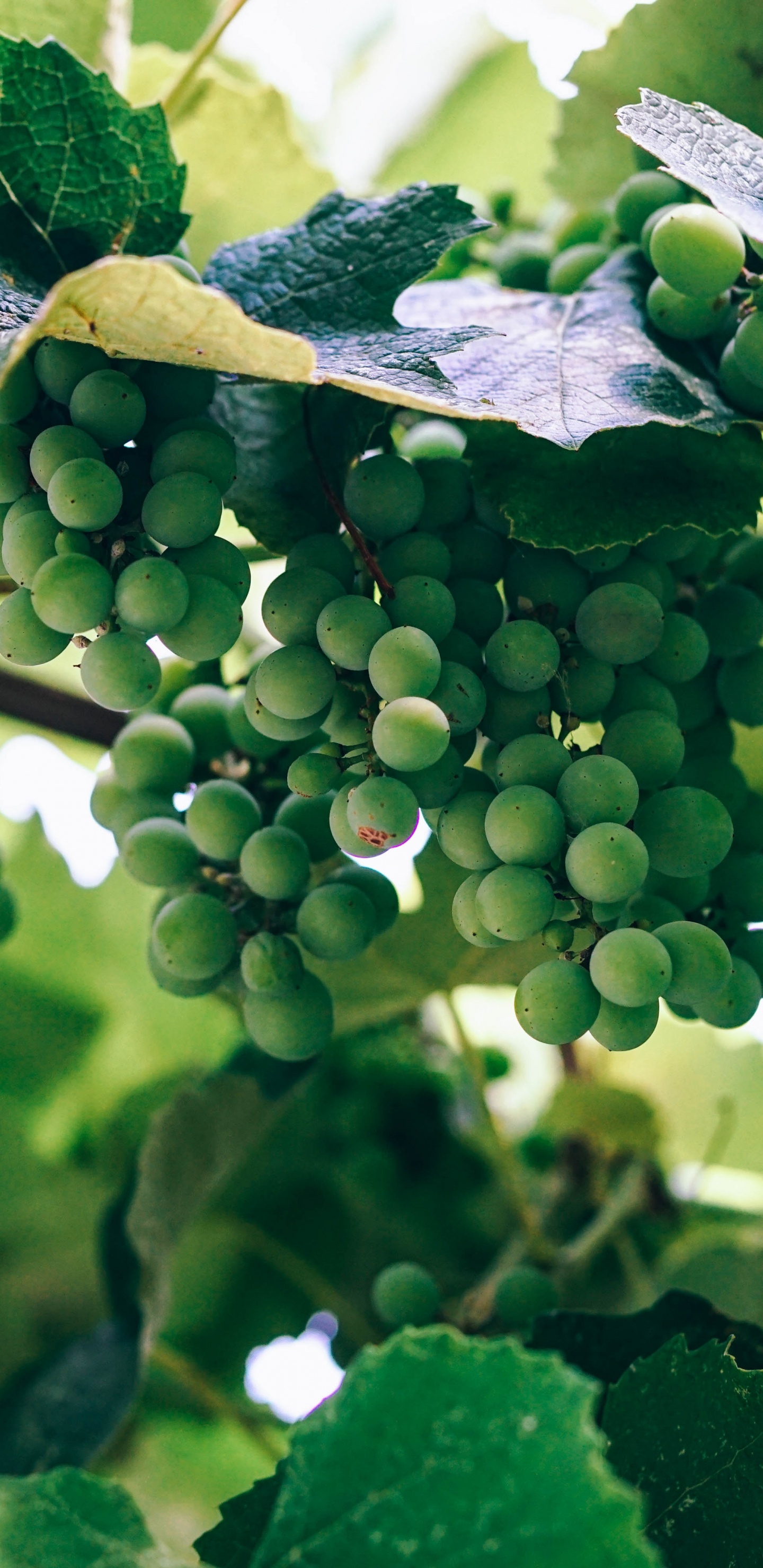 Vin, Raisin, Vignoble, Feuille, Feuilles de Vigne. Wallpaper in 1440x2960 Resolution