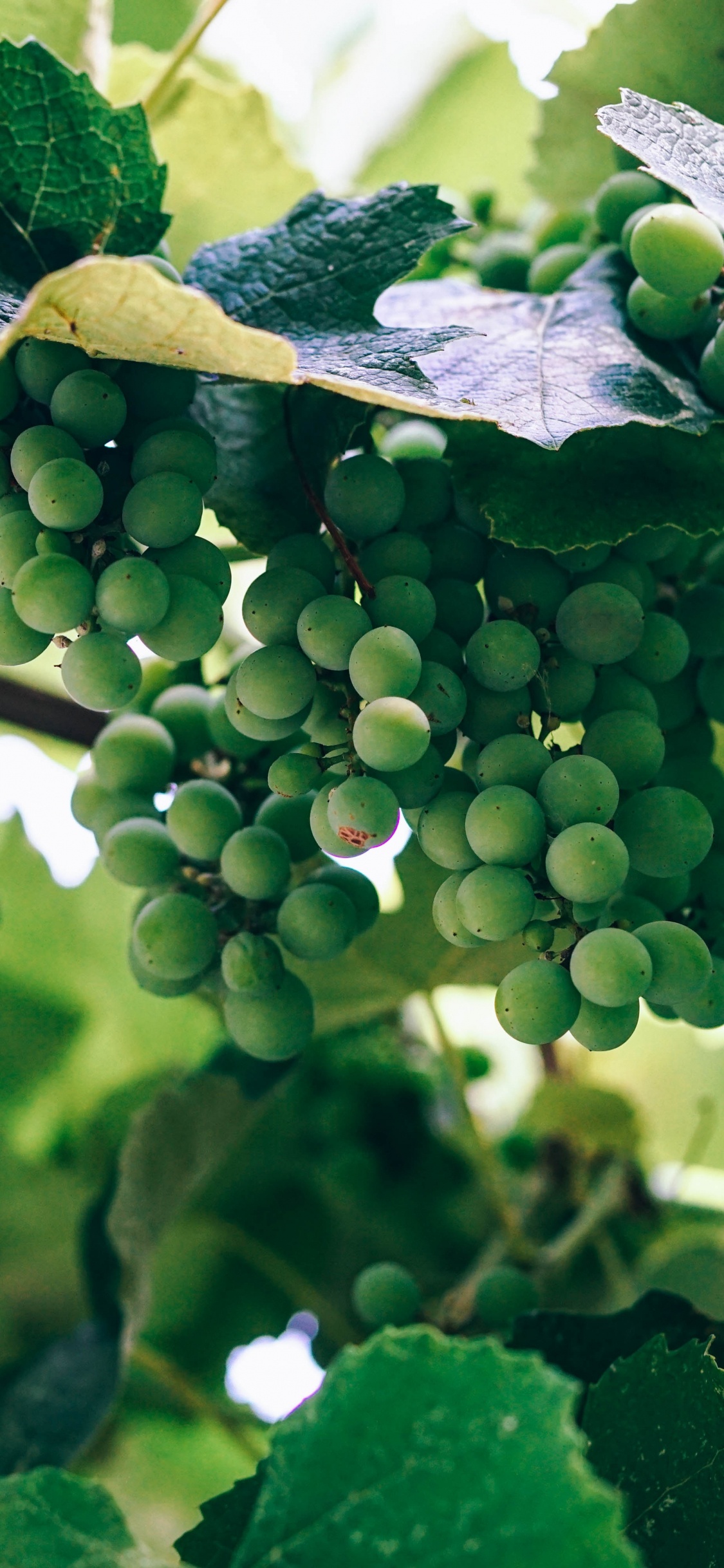 Wine, Grape, Vineyard, Plant, Leaf. Wallpaper in 1125x2436 Resolution