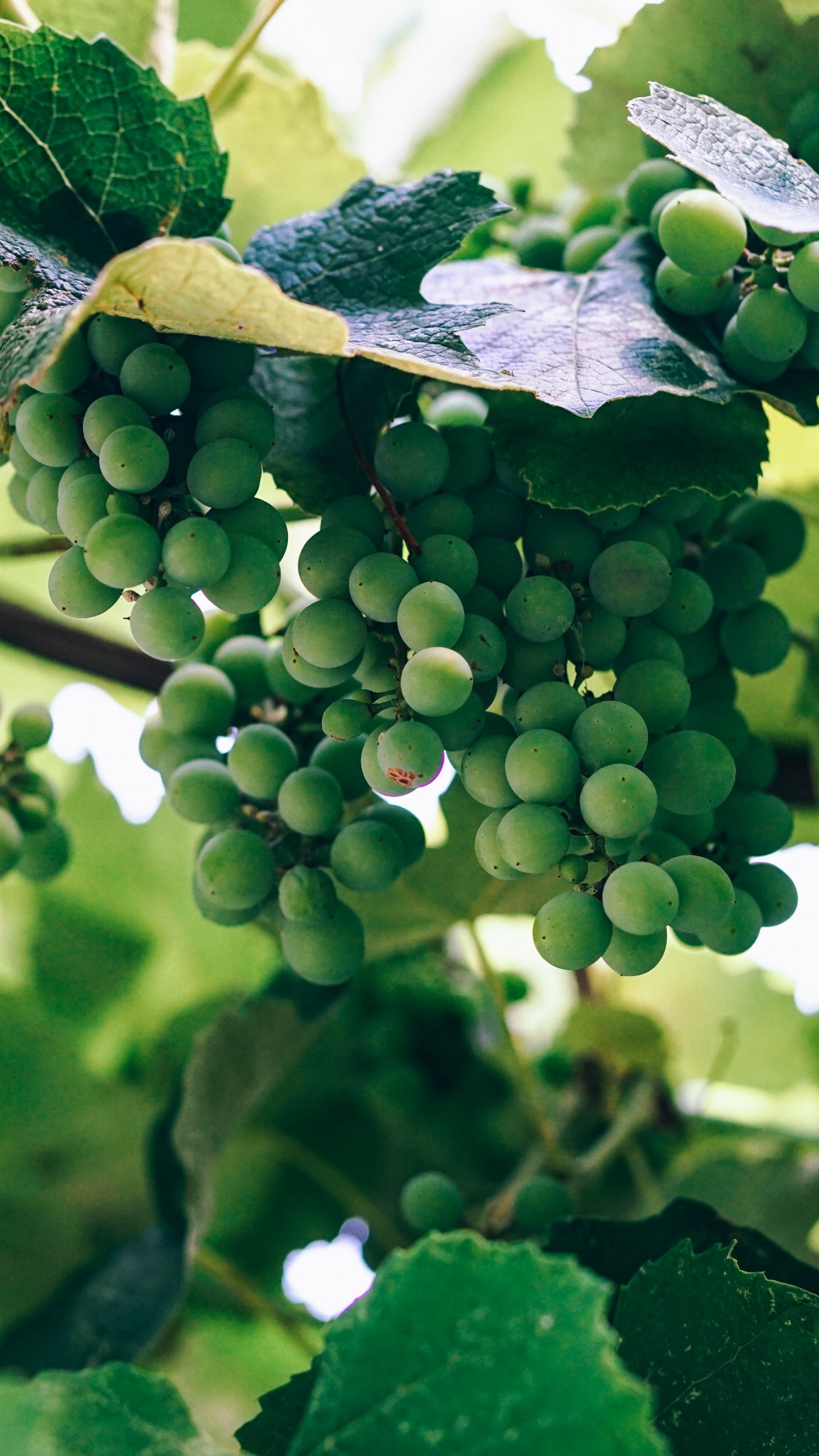 Wine, Grape, Vineyard, Plant, Leaf. Wallpaper in 1440x2560 Resolution