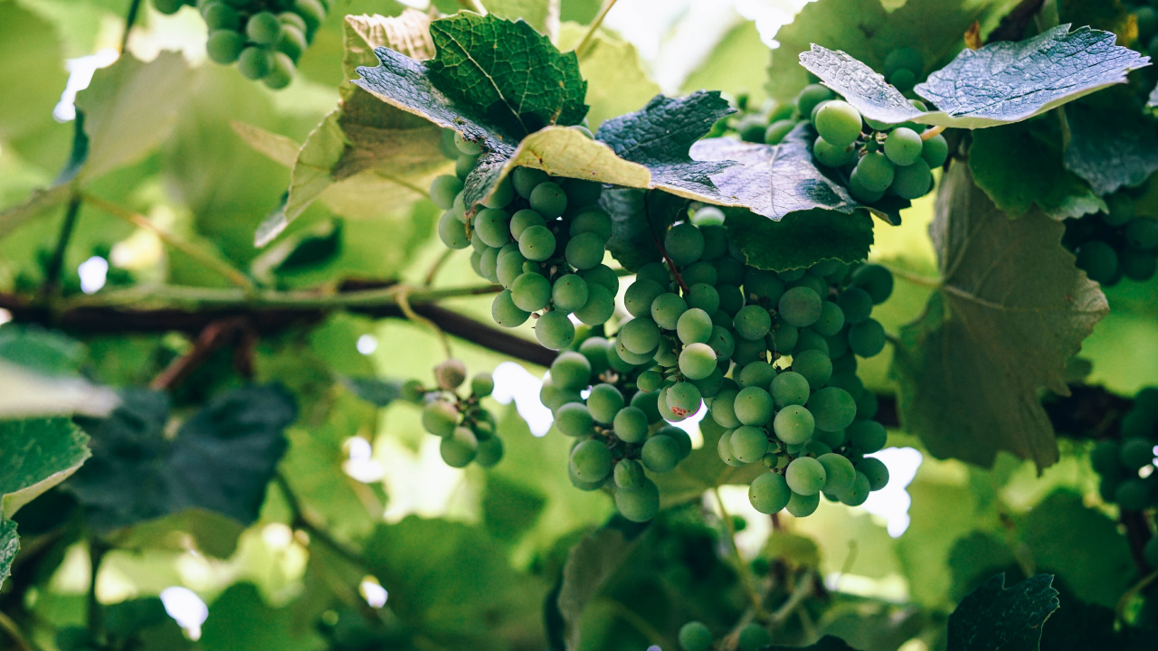 Vino, Uva, Viña, Hojas de Parra, Verde. Wallpaper in 1280x720 Resolution