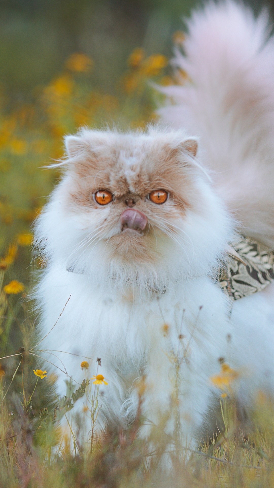 Perser, Katze, Auge, Carnivore, Felidae. Wallpaper in 1080x1920 Resolution