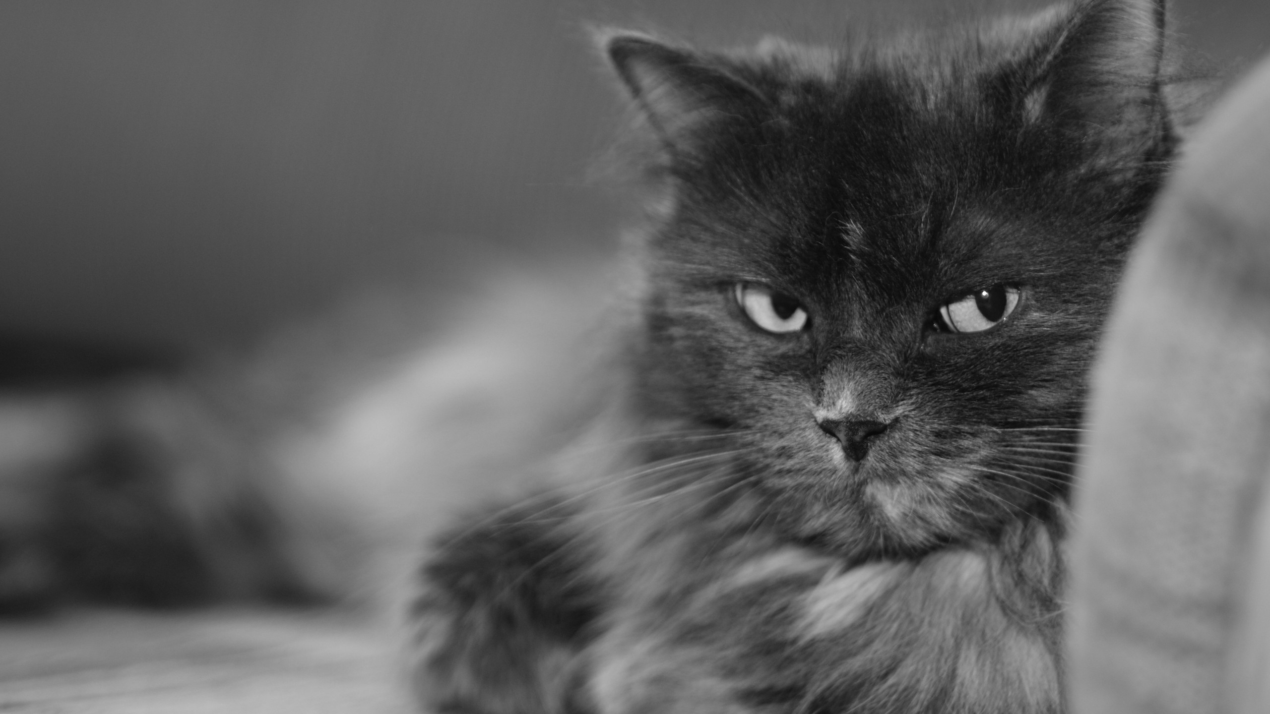 Photo en Niveaux de Gris D'un Chat à Fourrure Longue. Wallpaper in 2560x1440 Resolution