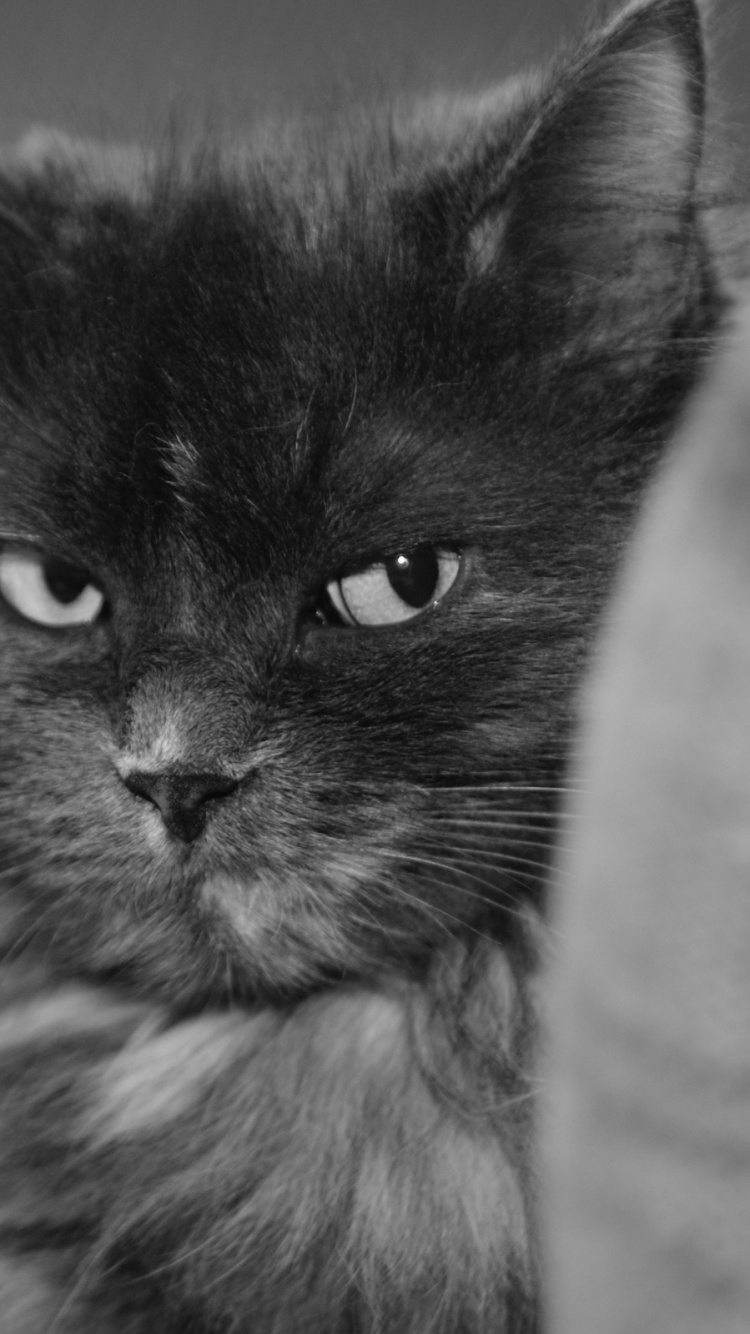 Foto en Escala de Grises de Gato de Pelo Largo. Wallpaper in 750x1334 Resolution