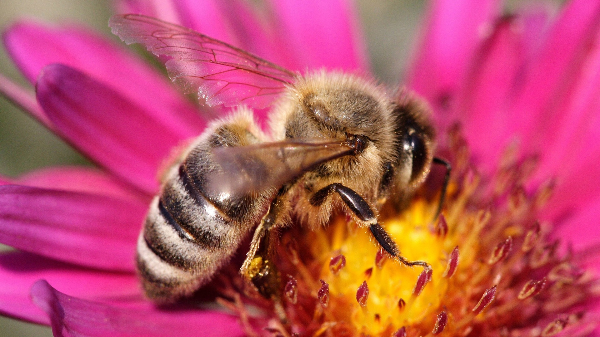 Wallpaper Yellow and Black Bee on Purple Flower, Full HD, HDTV, 1080p