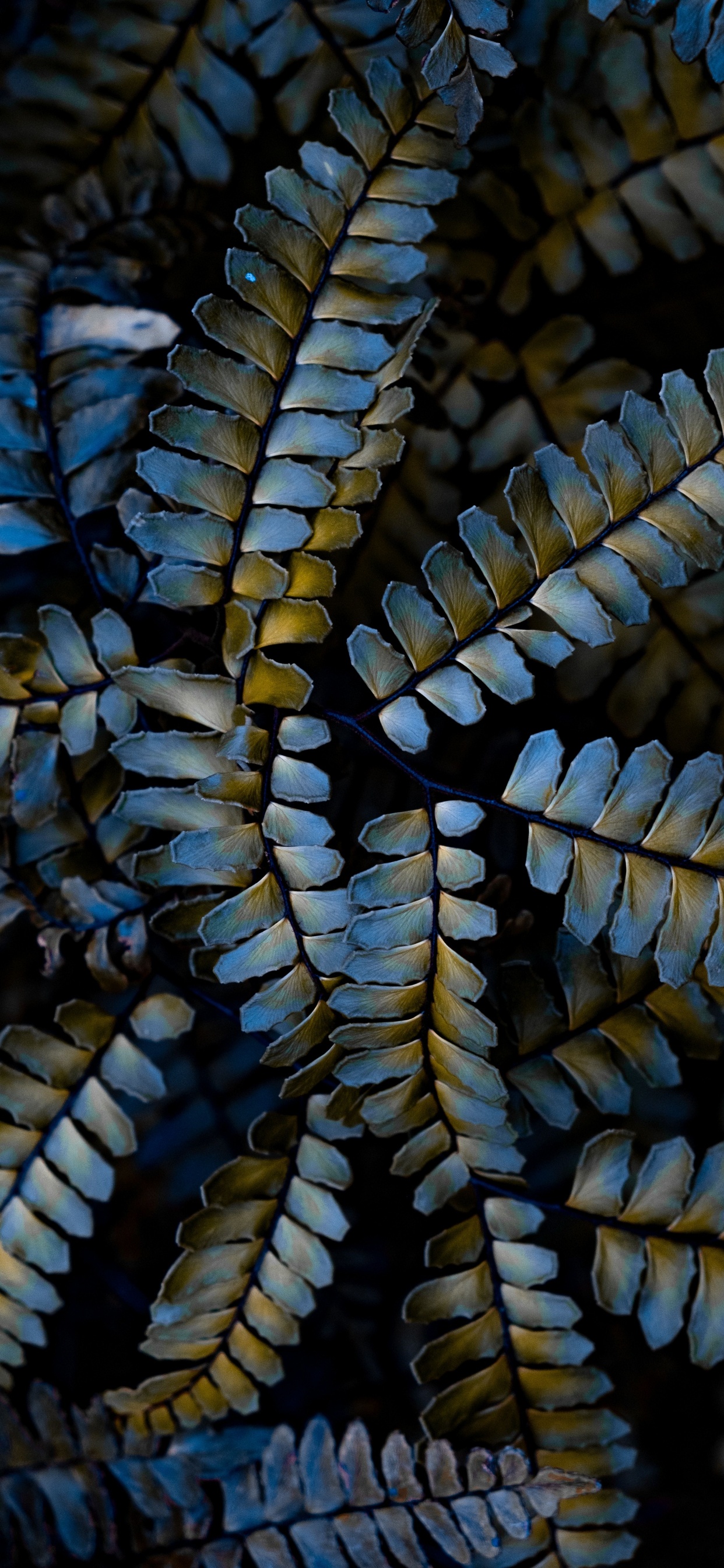 Plant, Factory, Pattern, Close Up, Terrestrial Plant. Wallpaper in 1242x2688 Resolution