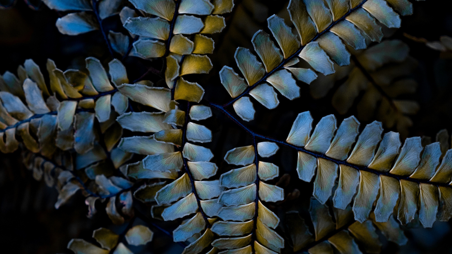 Plant, Factory, Pattern, Close Up, Terrestrial Plant. Wallpaper in 1920x1080 Resolution