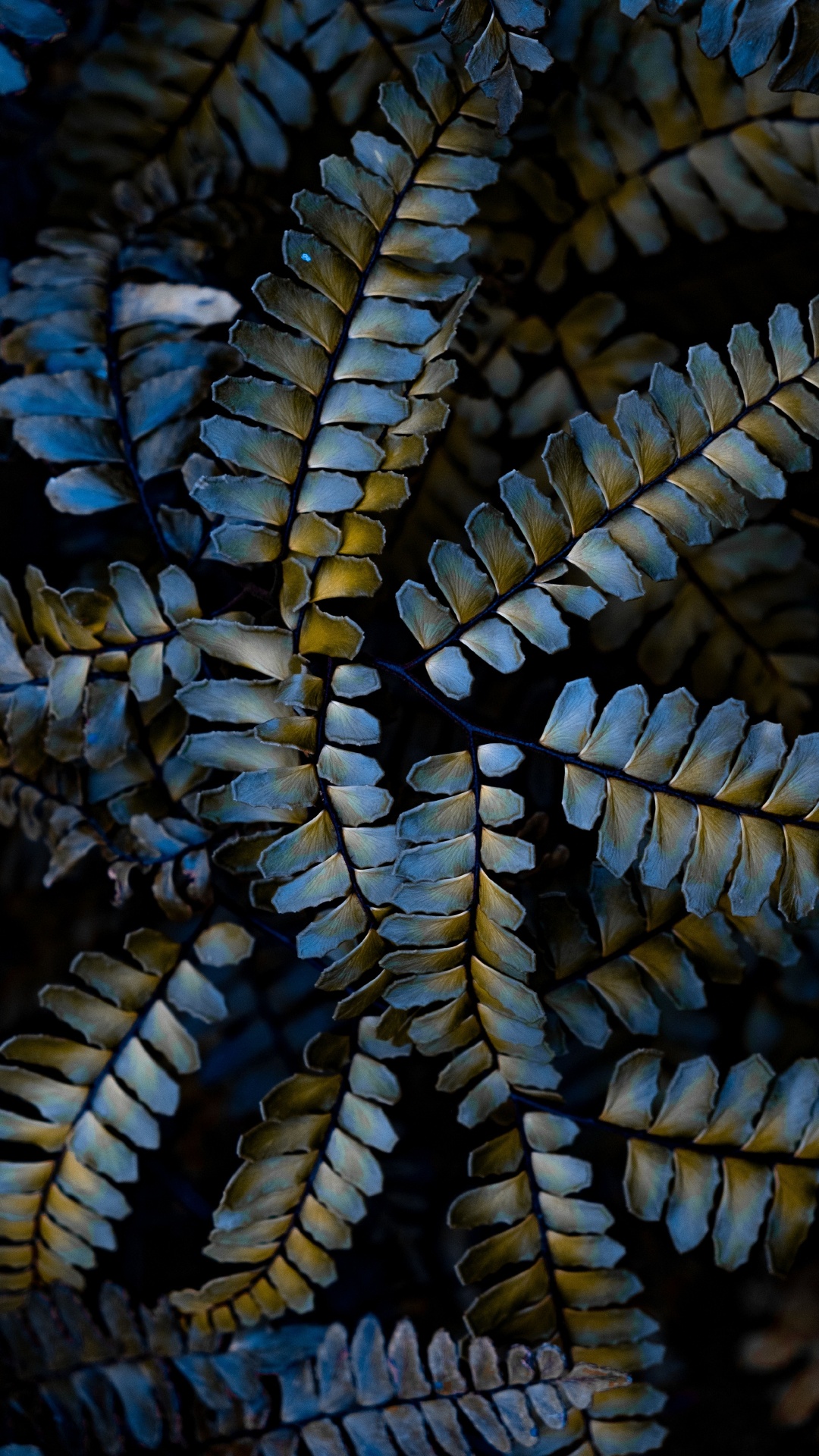 Usine, Fermer, Plante Terrestre, IOS Jailbreaking, Botanique. Wallpaper in 1080x1920 Resolution