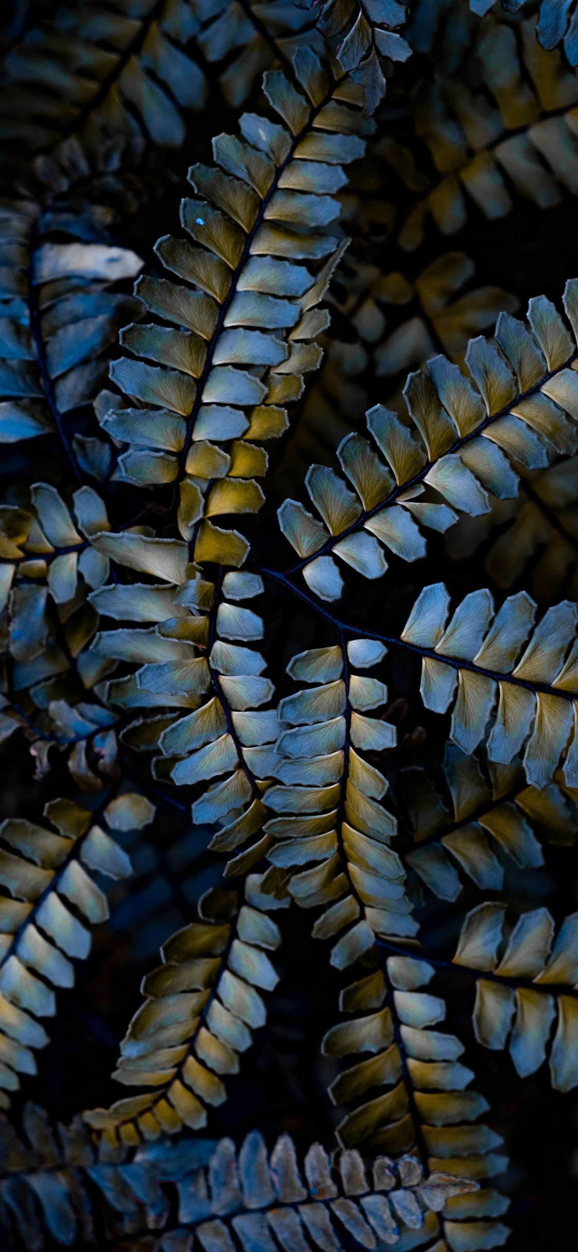 Usine, Fermer, Plante Terrestre, IOS Jailbreaking, Botanique. Wallpaper in 1125x2436 Resolution