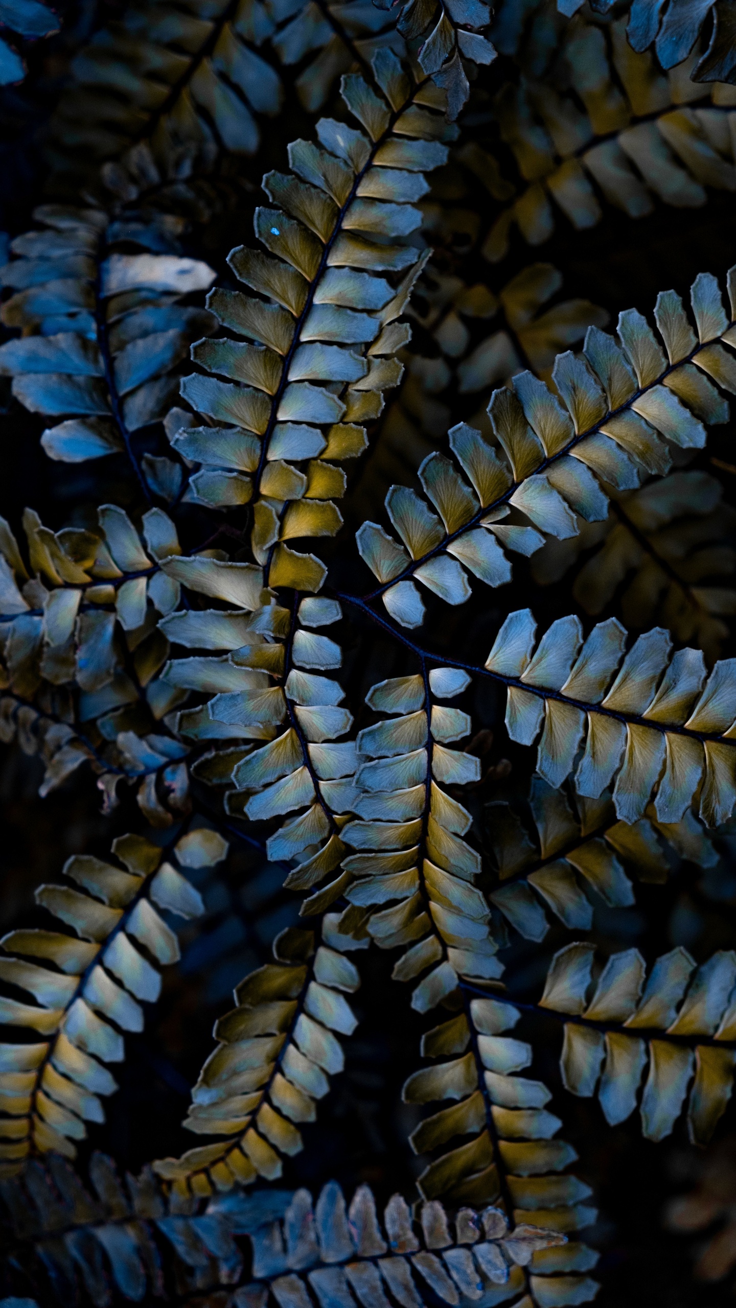 Usine, Fermer, Plante Terrestre, IOS Jailbreaking, Botanique. Wallpaper in 1440x2560 Resolution