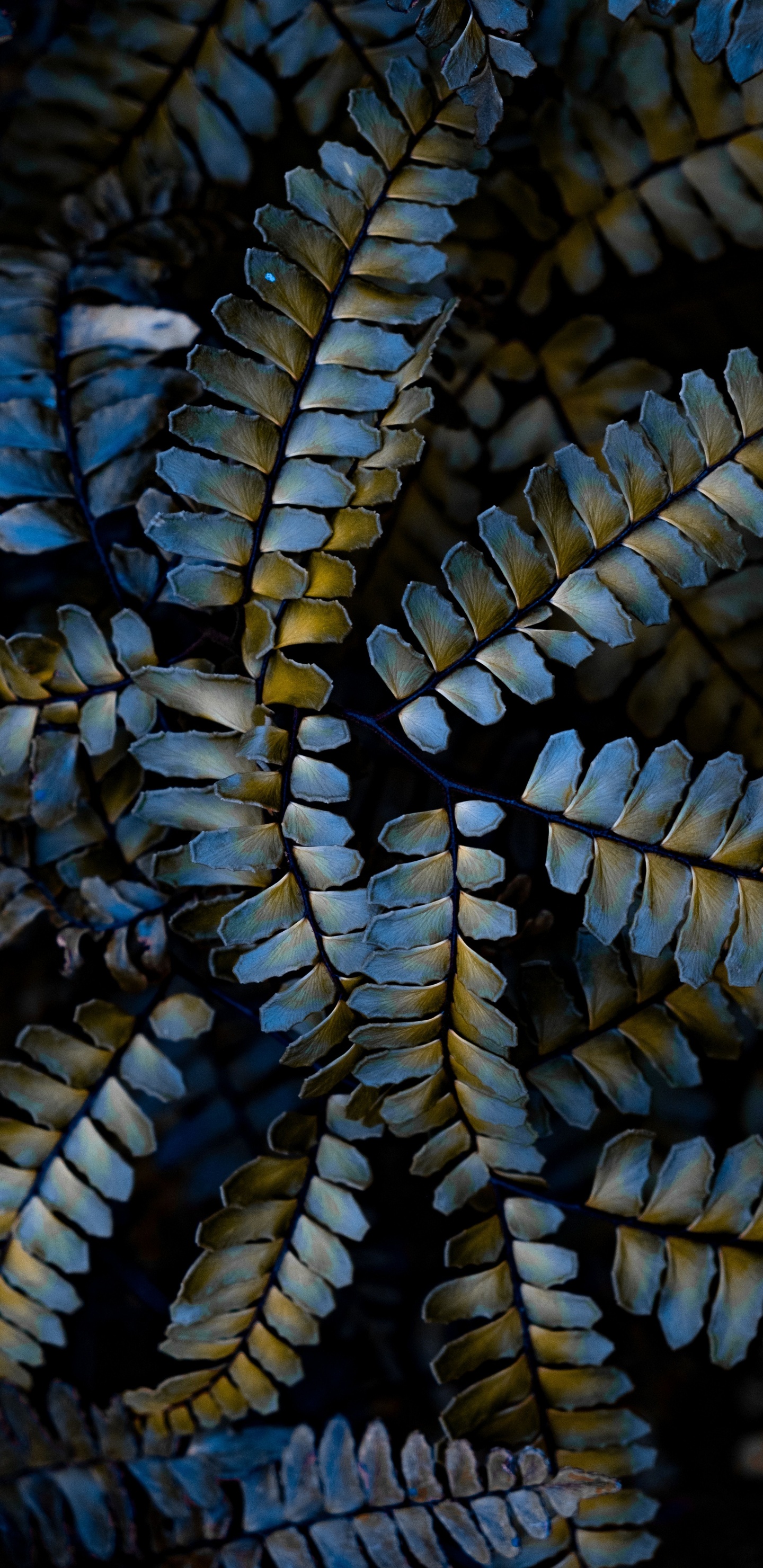 Usine, Fermer, Plante Terrestre, IOS Jailbreaking, Botanique. Wallpaper in 1440x2960 Resolution