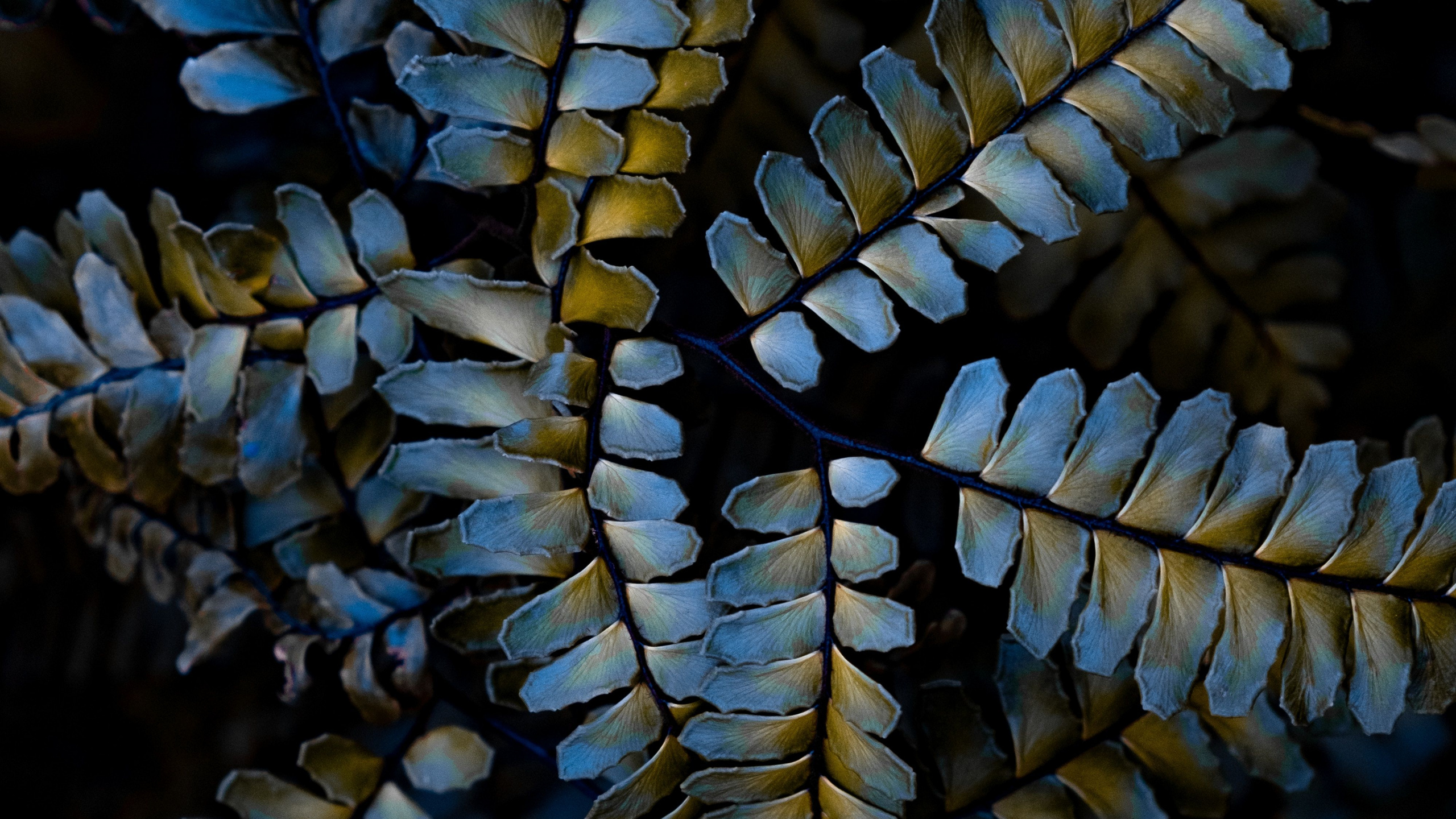 Usine, Fermer, Plante Terrestre, IOS Jailbreaking, Botanique. Wallpaper in 2560x1440 Resolution