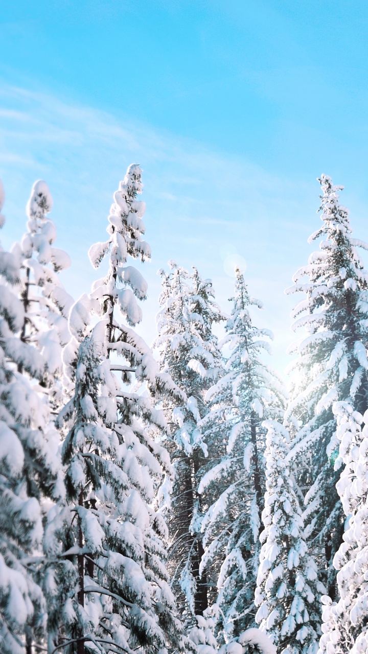 Schneebedeckte Kiefern Unter Blauem Himmel Tagsüber. Wallpaper in 720x1280 Resolution