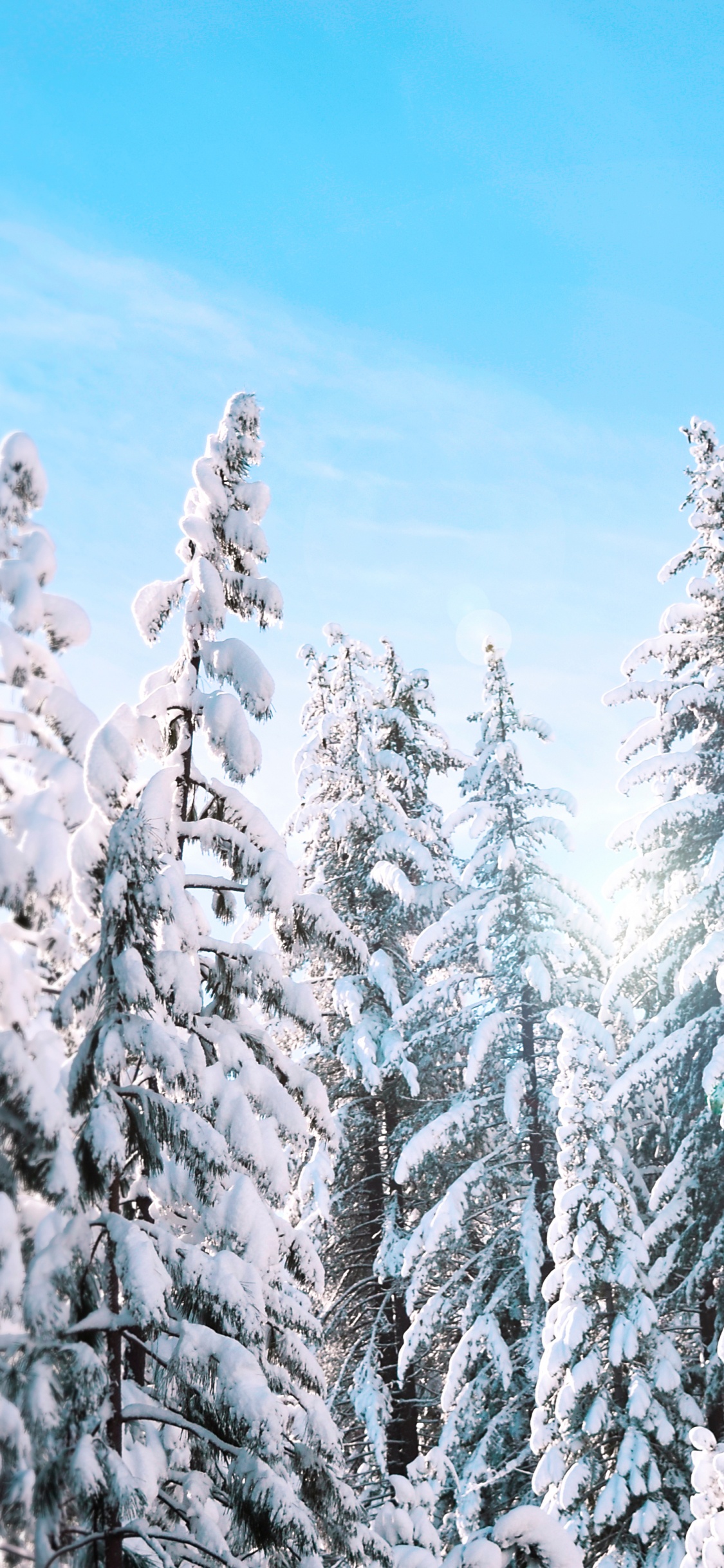 Snow Covered Pine Trees Under Blue Sky During Daytime. Wallpaper in 1125x2436 Resolution