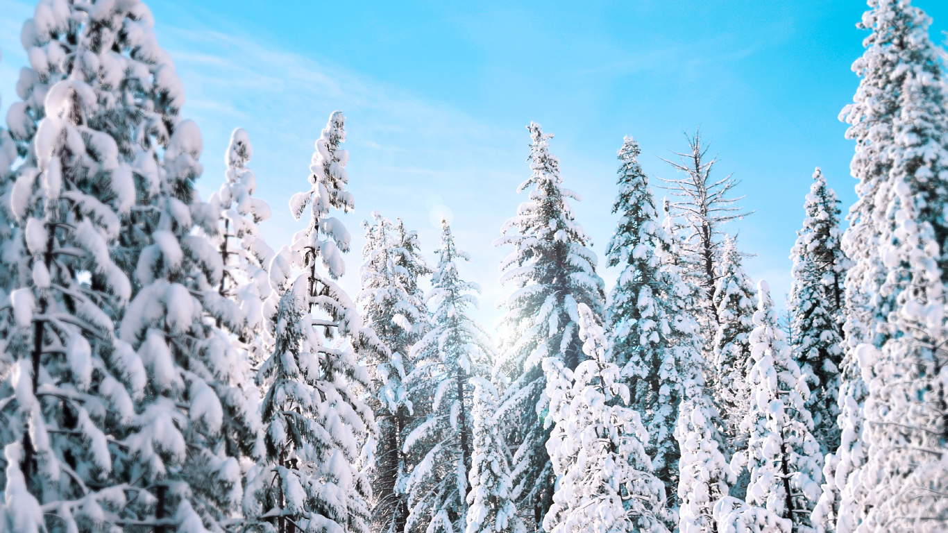 Snow Covered Pine Trees Under Blue Sky During Daytime. Wallpaper in 1366x768 Resolution