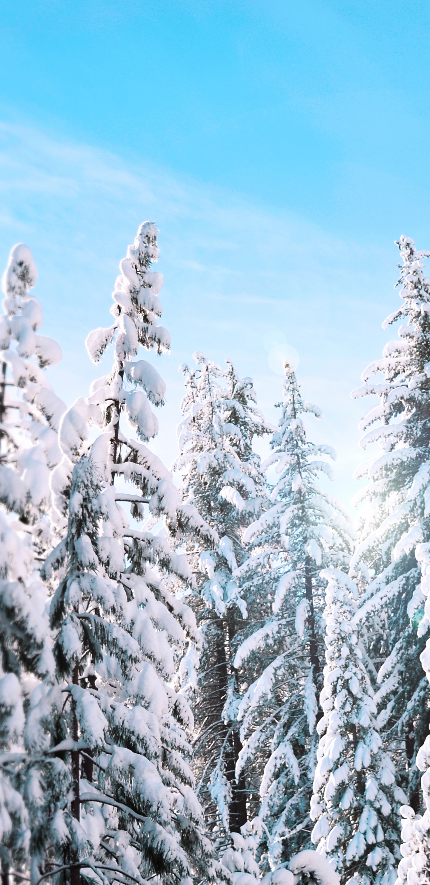 Snow Covered Pine Trees Under Blue Sky During Daytime. Wallpaper in 1440x2960 Resolution