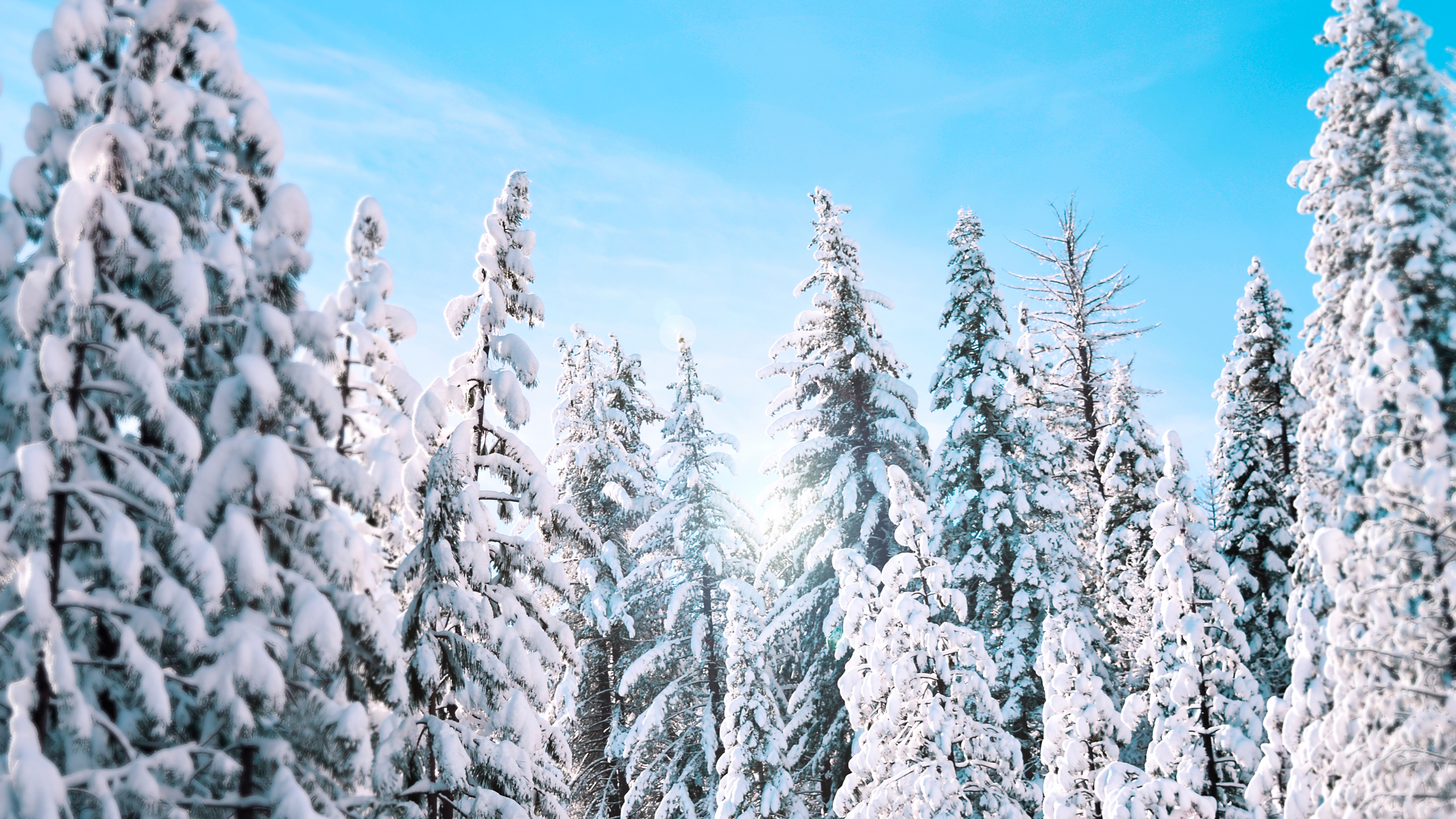 Snow Covered Pine Trees Under Blue Sky During Daytime. Wallpaper in 3840x2160 Resolution