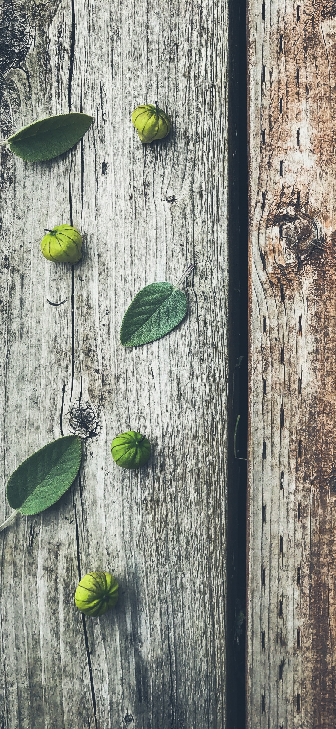 Green Leaves on Brown Wooden Plank. Wallpaper in 1125x2436 Resolution