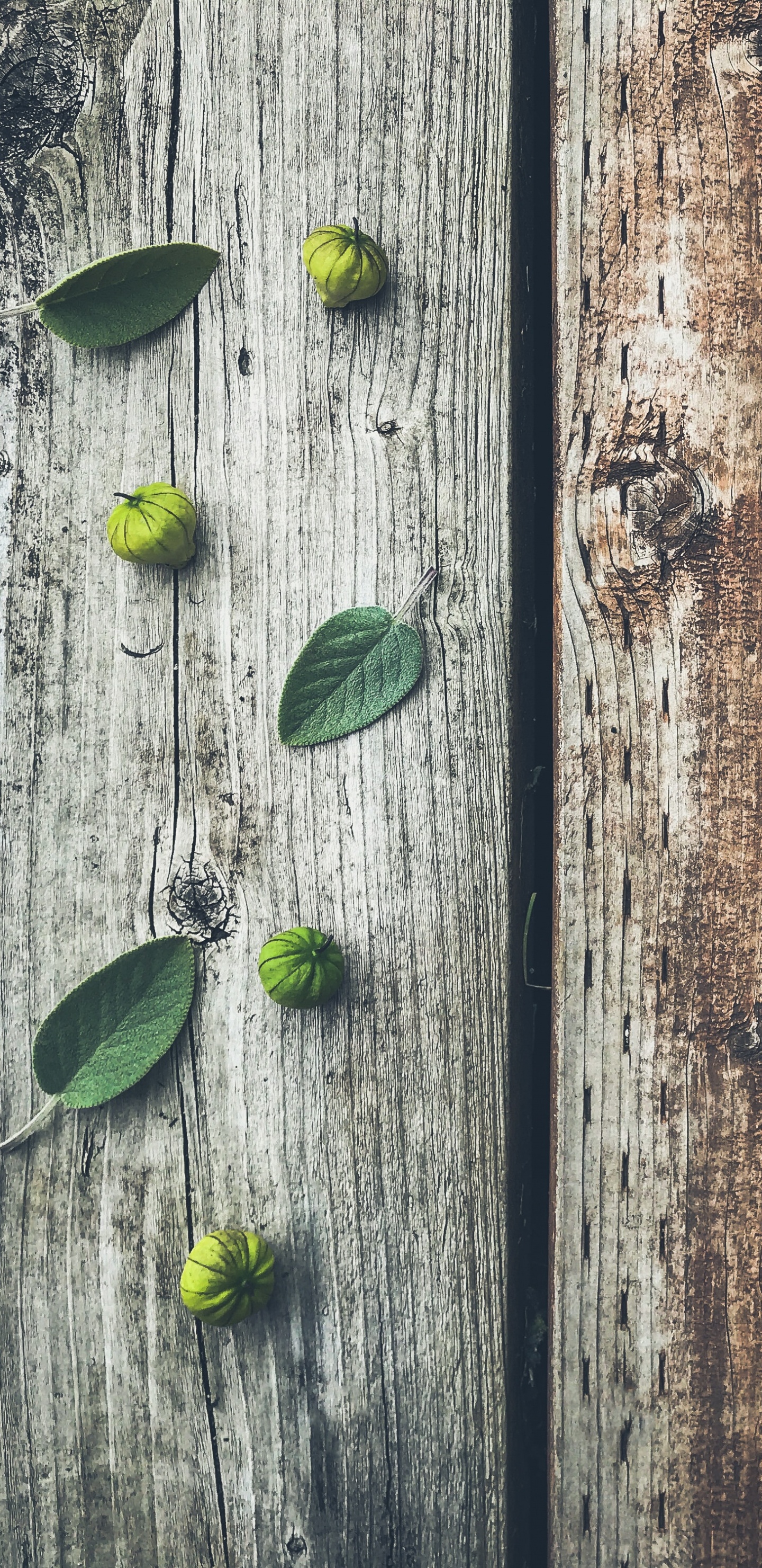 Green Leaves on Brown Wooden Plank. Wallpaper in 1440x2960 Resolution