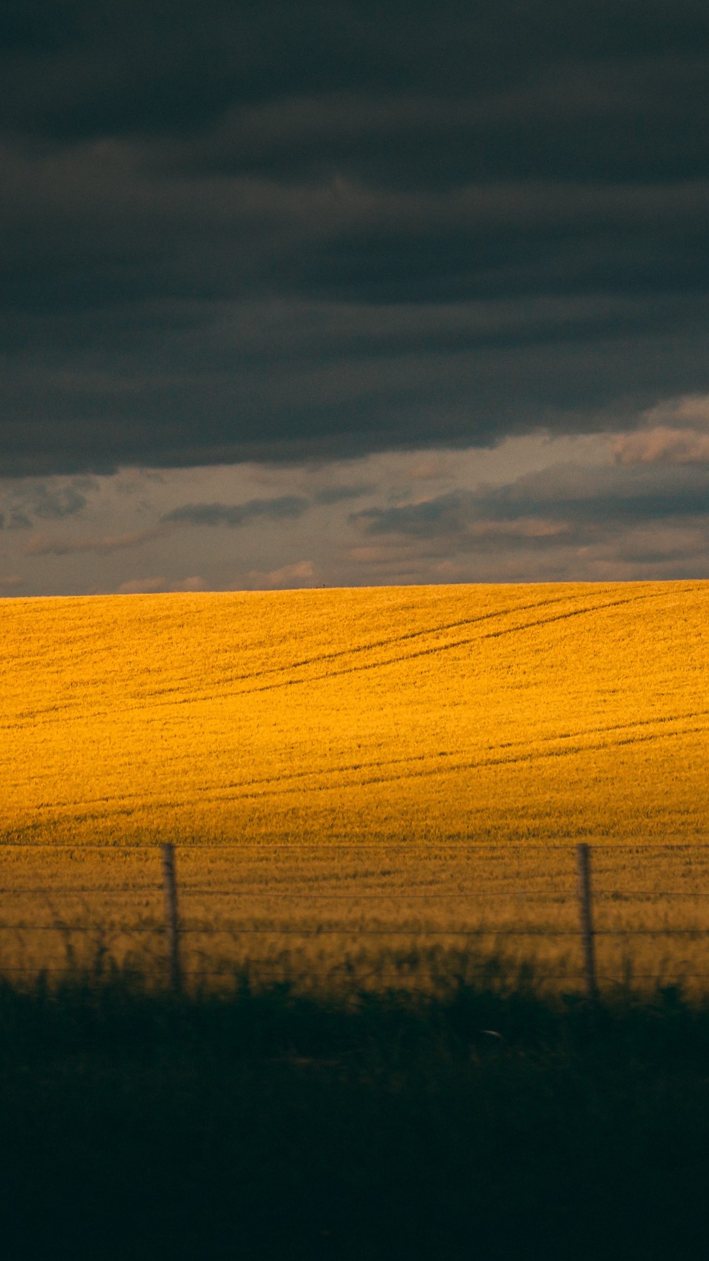 Ecoregion, Sky, Field, Prairie, Yellow. Wallpaper in 1440x2560 Resolution