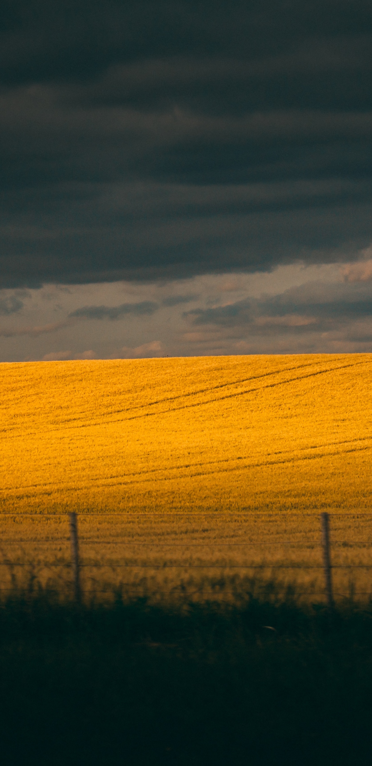 Ecoregion, Sky, Field, Prairie, Yellow. Wallpaper in 1440x2960 Resolution