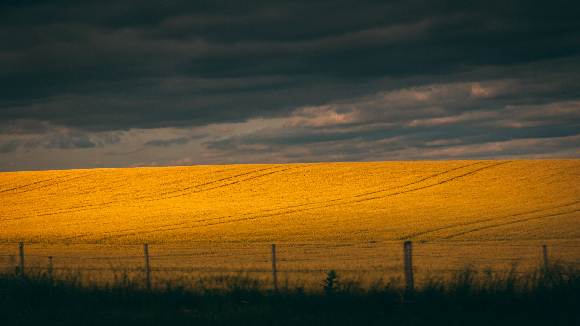 Ecorregión, Pradera, Amarillo, Zona Rural, Llanura. Wallpaper in 1920x1080 Resolution