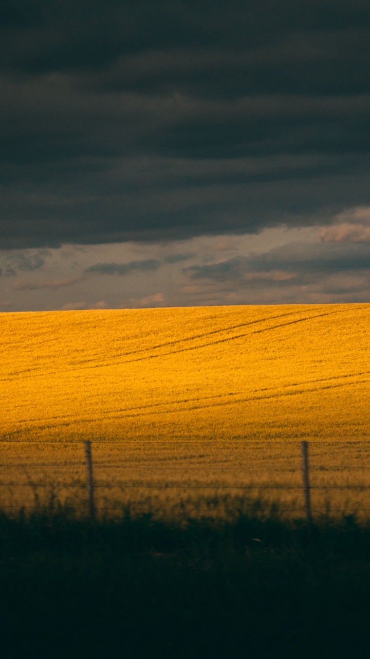 Ökoregion, Himmel, Feld, Prairie, Gelb. Wallpaper in 720x1280 Resolution