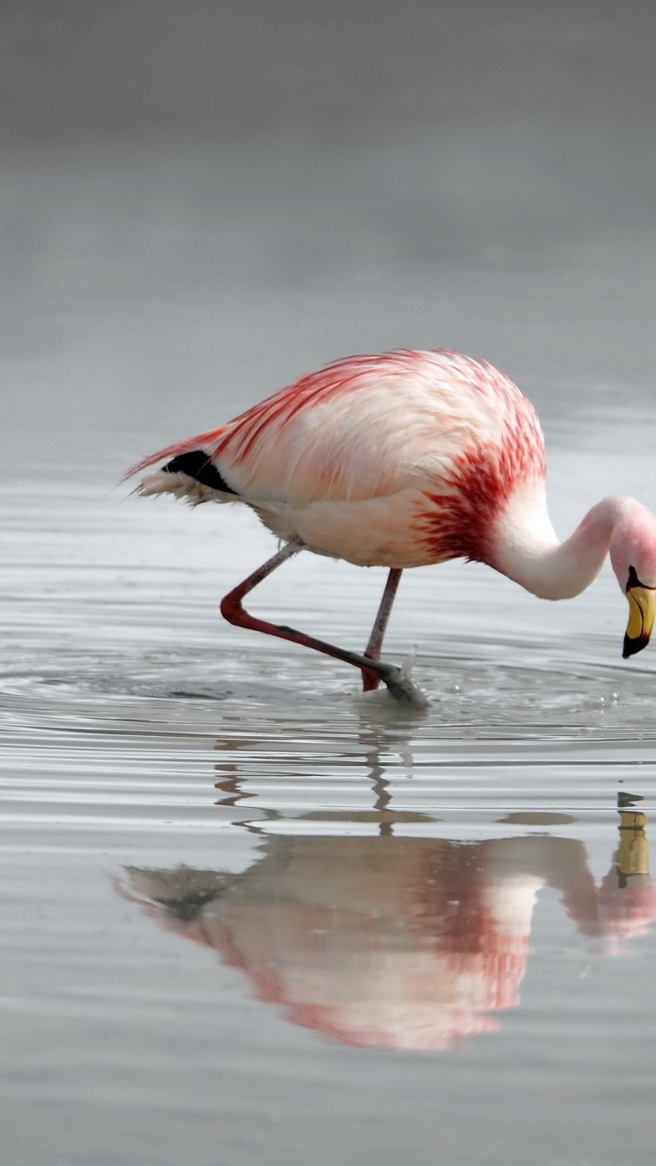 Pink Flamingo on Water During Daytime. Wallpaper in 720x1280 Resolution