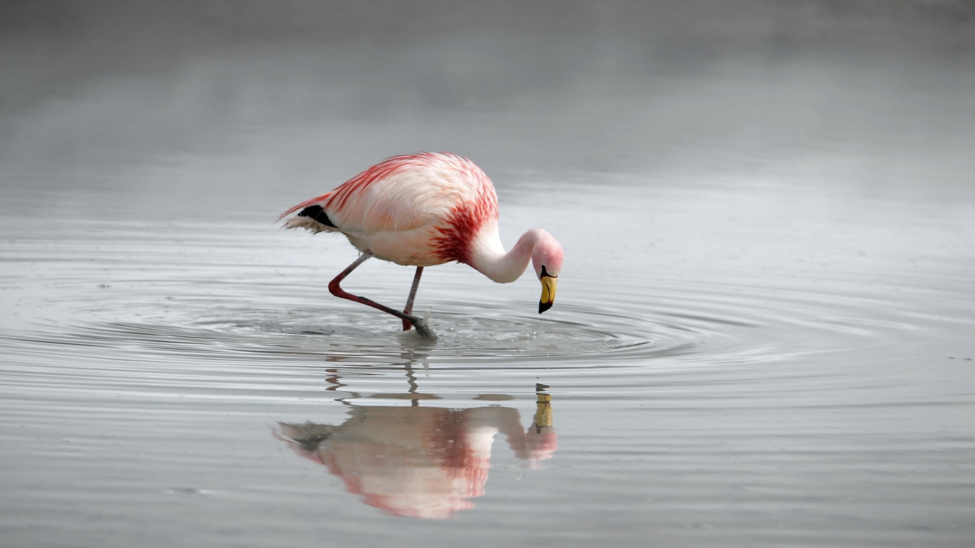 Flamant Rose Sur L'eau Pendant la Journée. Wallpaper in 1366x768 Resolution