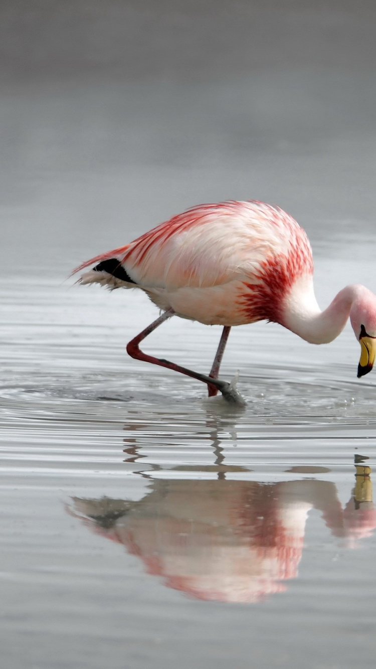 Rosa Flamingo Tagsüber Auf Dem Wasser. Wallpaper in 750x1334 Resolution