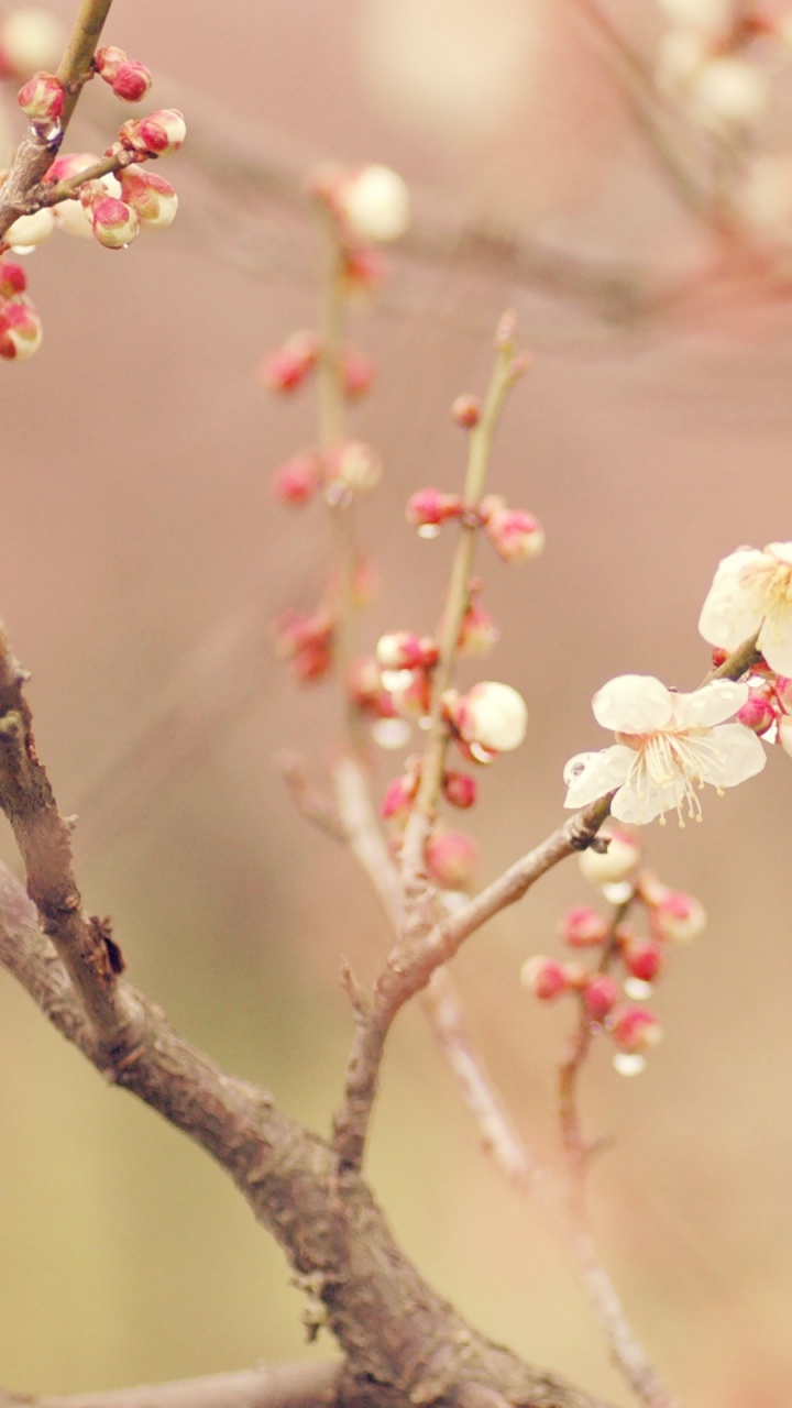 开花, 弹簧, 粉红色, 树枝, 樱花 壁纸 720x1280 允许