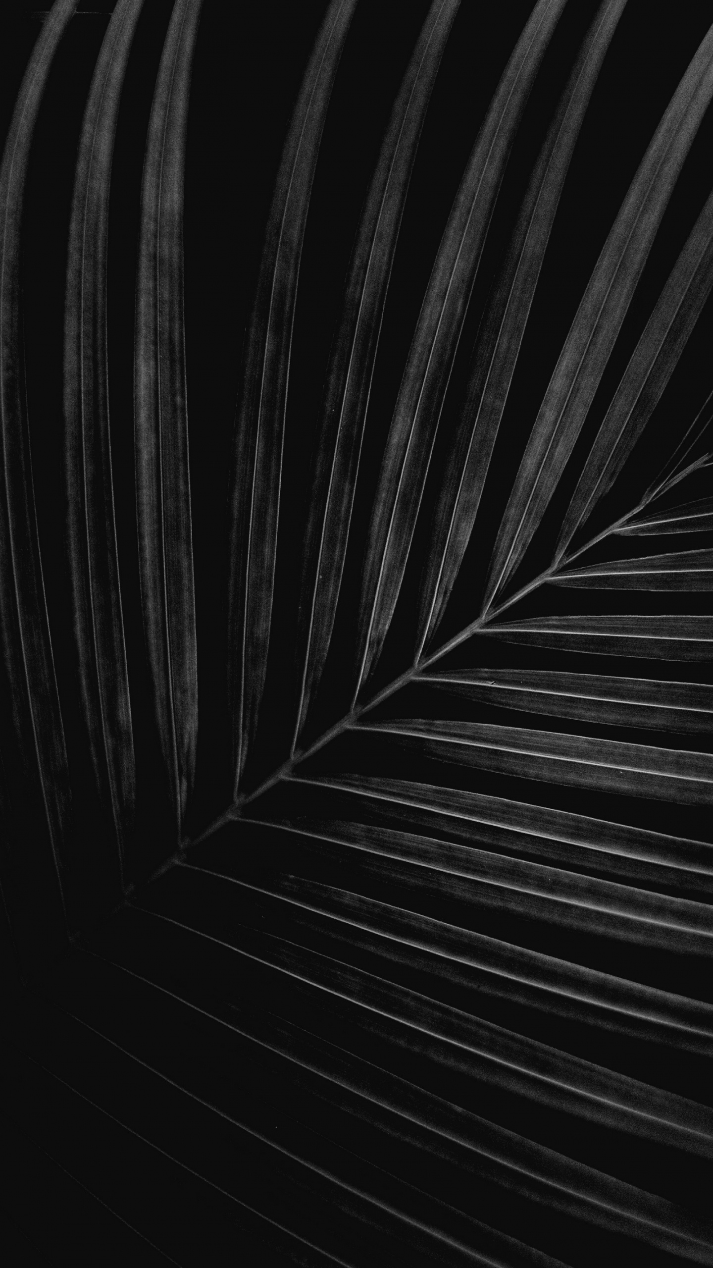 Noir et Blanc, Fermer, Monochrome, Automobile Pneu, Gris. Wallpaper in 1440x2560 Resolution