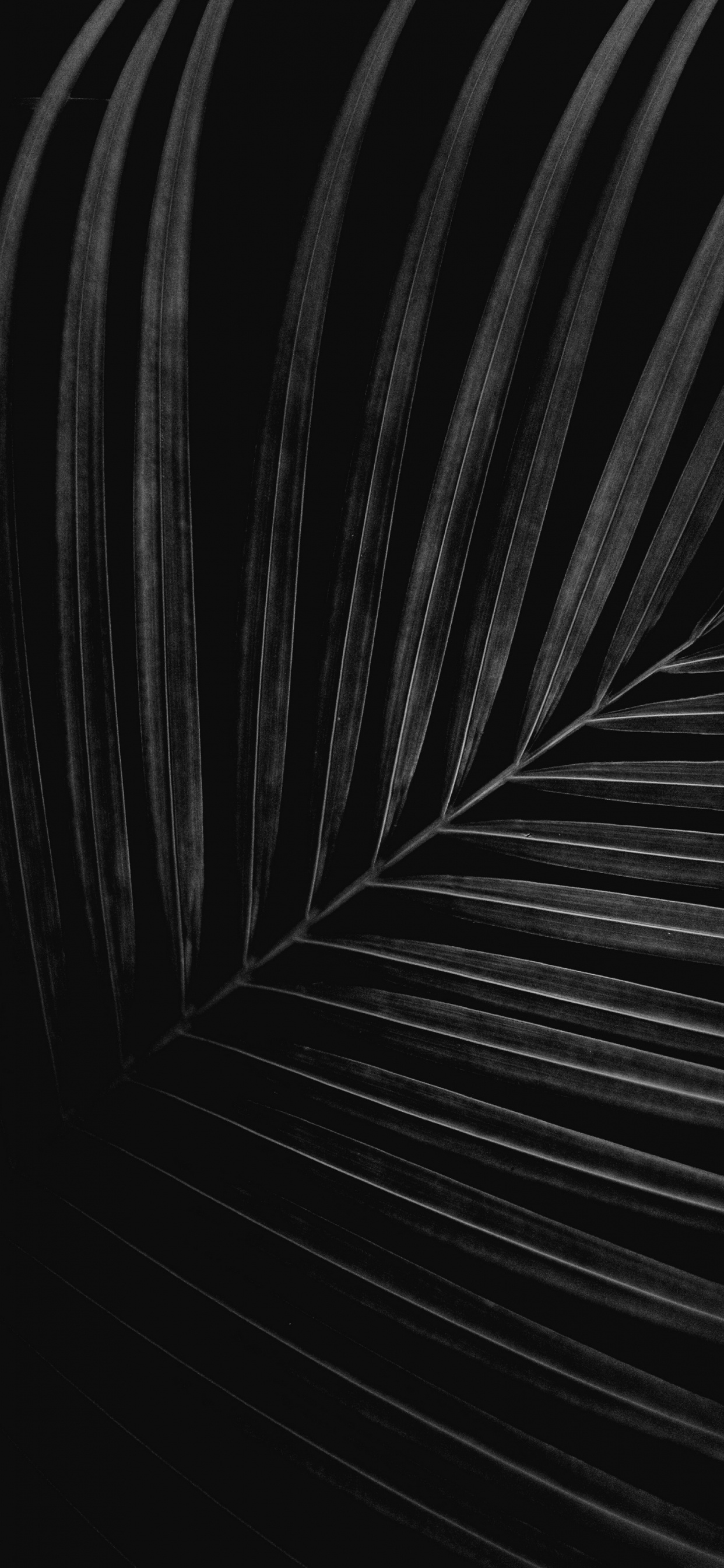 Schwarz Und Weiß, Close Up, Monochrom, KFZ-Reifen, Holz. Wallpaper in 1242x2688 Resolution