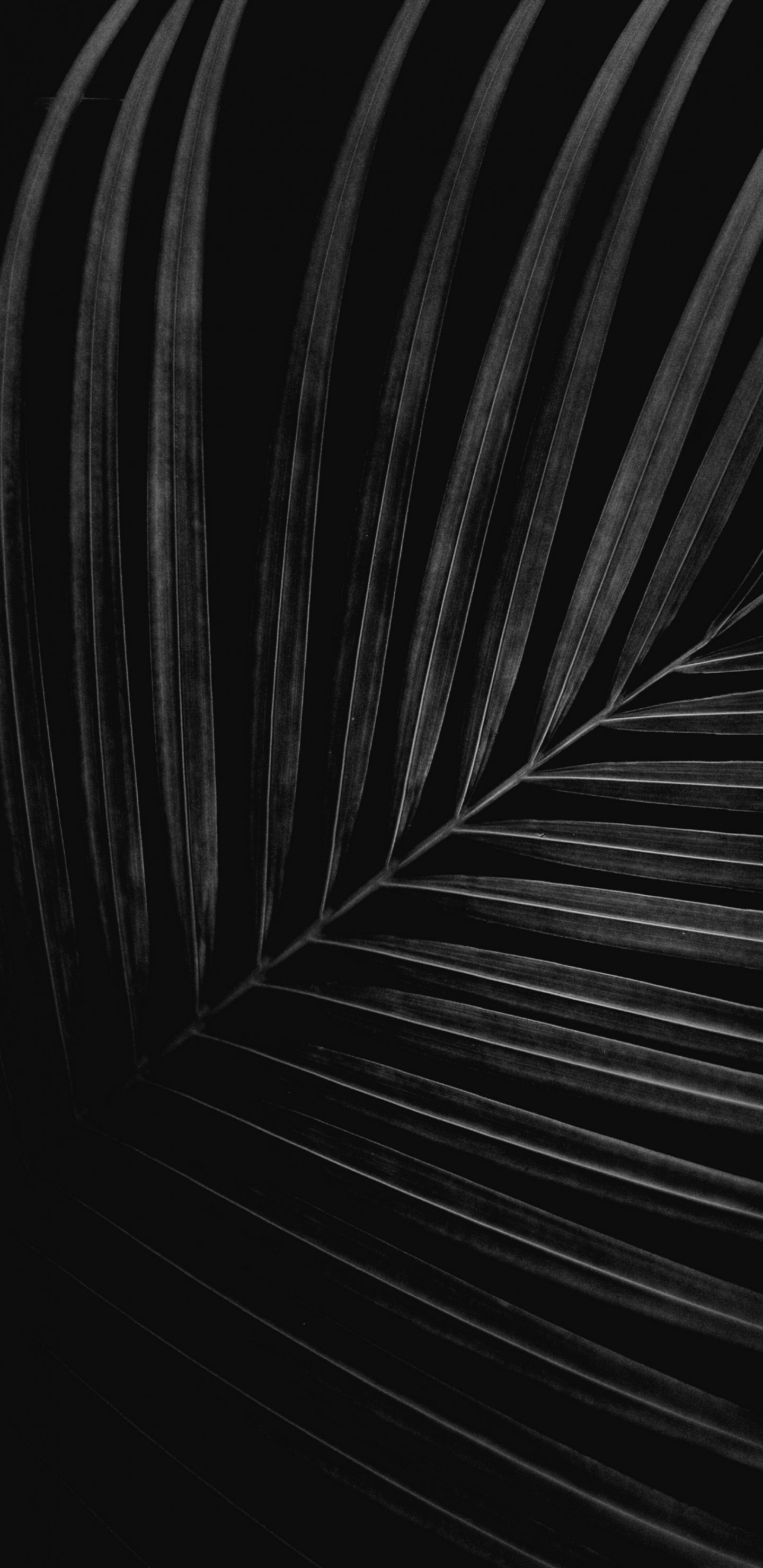 Schwarz Und Weiß, Close Up, Monochrom, KFZ-Reifen, Holz. Wallpaper in 1440x2960 Resolution