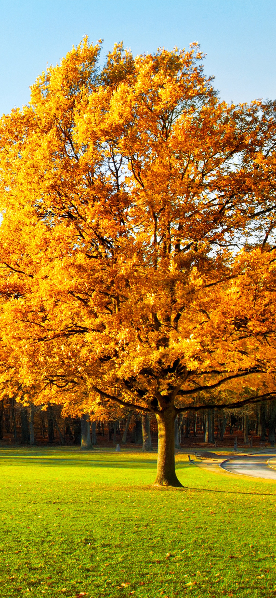 Brown Leaf Tree on Green Grass Field During Daytime. Wallpaper in 1125x2436 Resolution