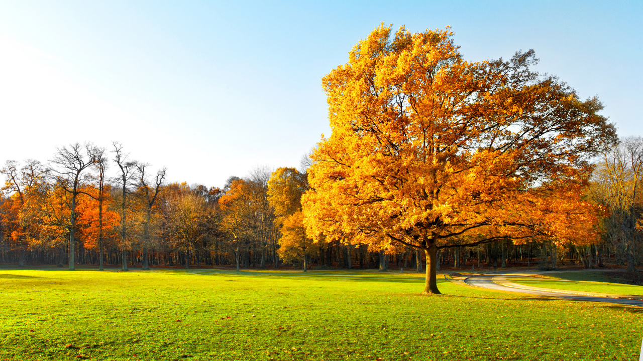 Brown Leaf Tree on Green Grass Field During Daytime. Wallpaper in 1280x720 Resolution