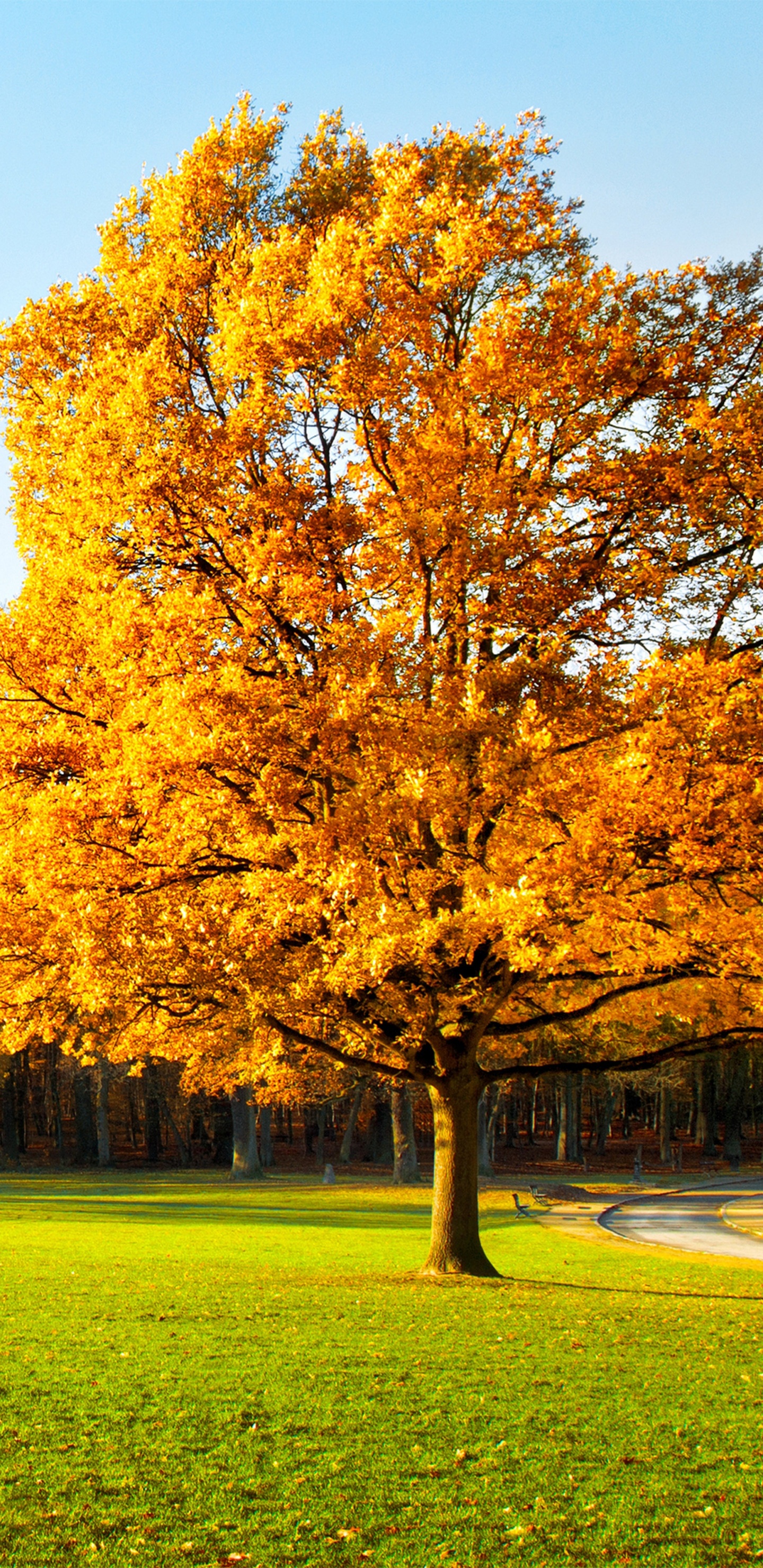 Brown Leaf Tree on Green Grass Field During Daytime. Wallpaper in 1440x2960 Resolution